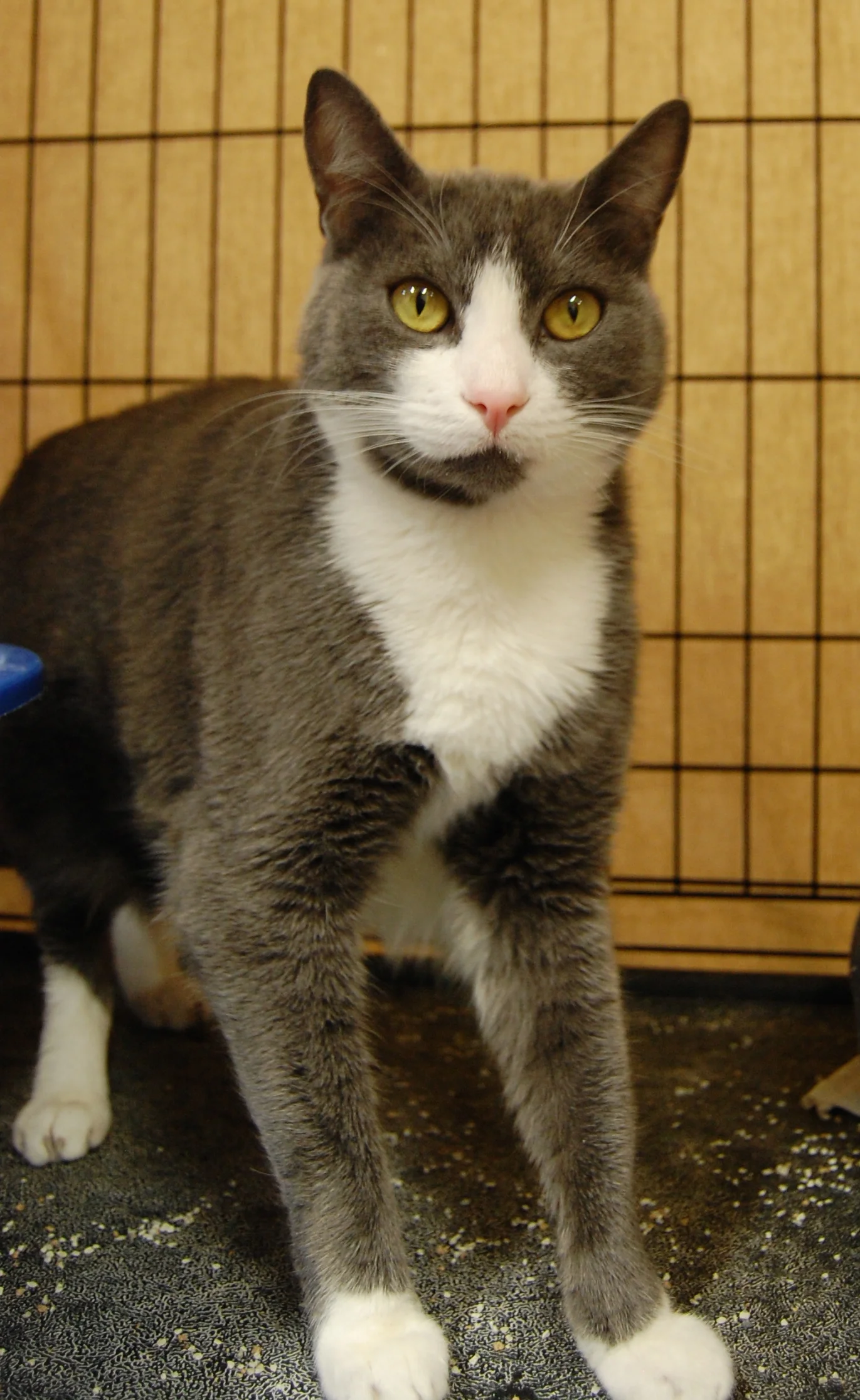 FELIX, 2.5 YEARS, MALE, BONDED PAIR WITH FELIX
