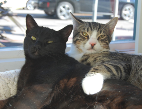 CHILI AND PEPPER, 5 MONTHS, MALES