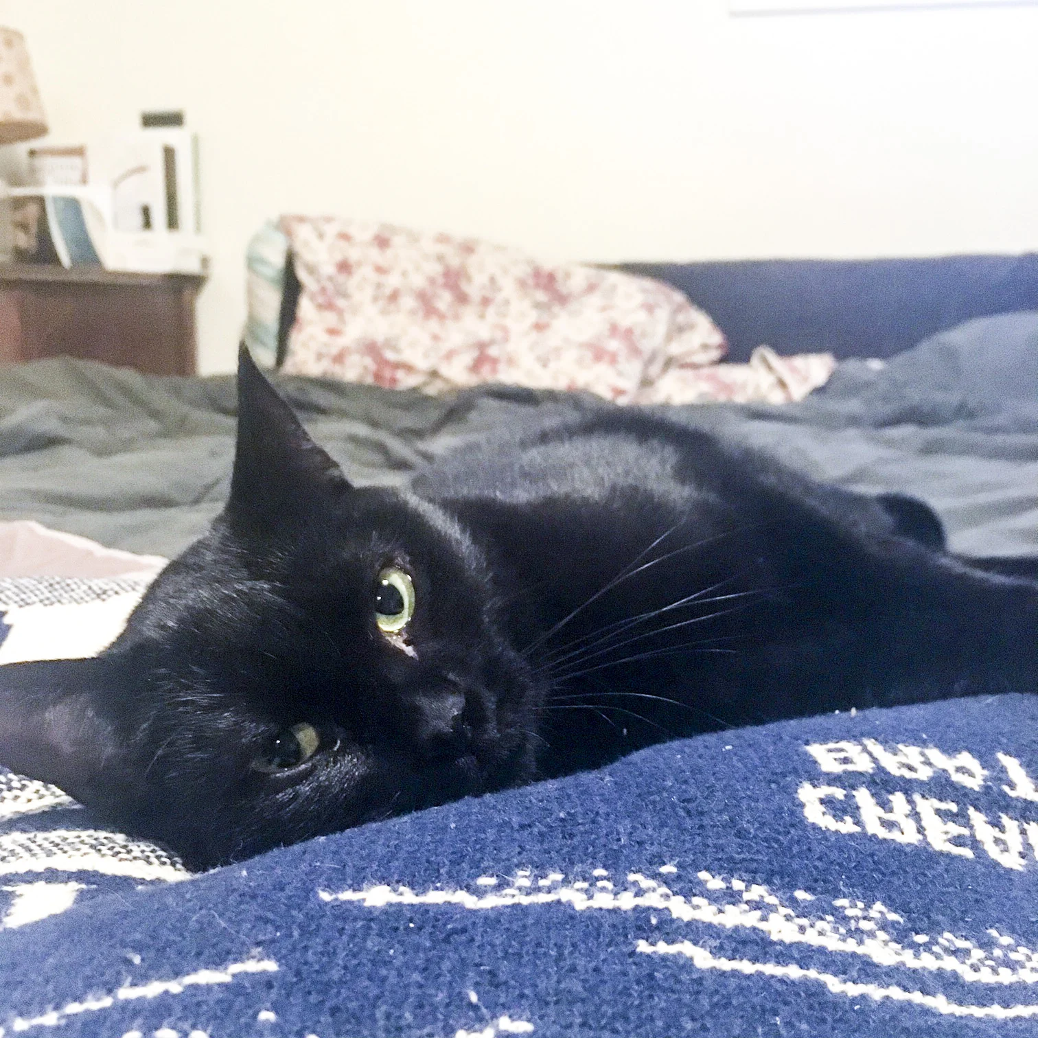 BILLY, 1-2 YEARS, MALE