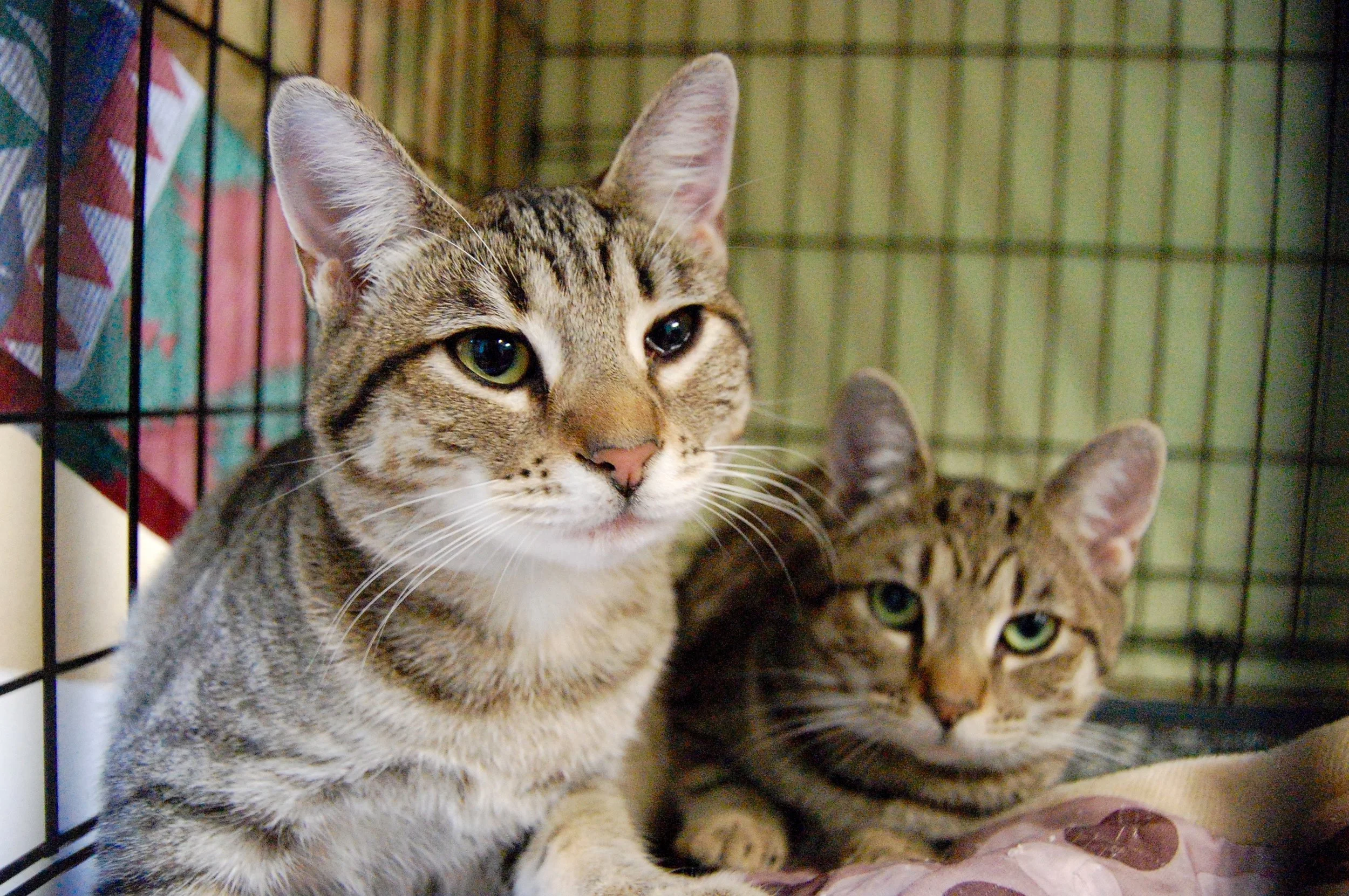 ANNA AND PHARAH, 6 MONTHS, FEMALES, BONDED PAIR