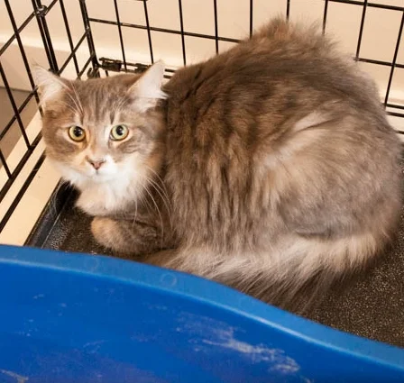 RICO, 6 MONTHS, MALE, BONDED PAIR WITH SHAZ