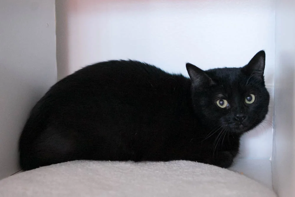 BUBBLES, 8 MONTHS, MALE
