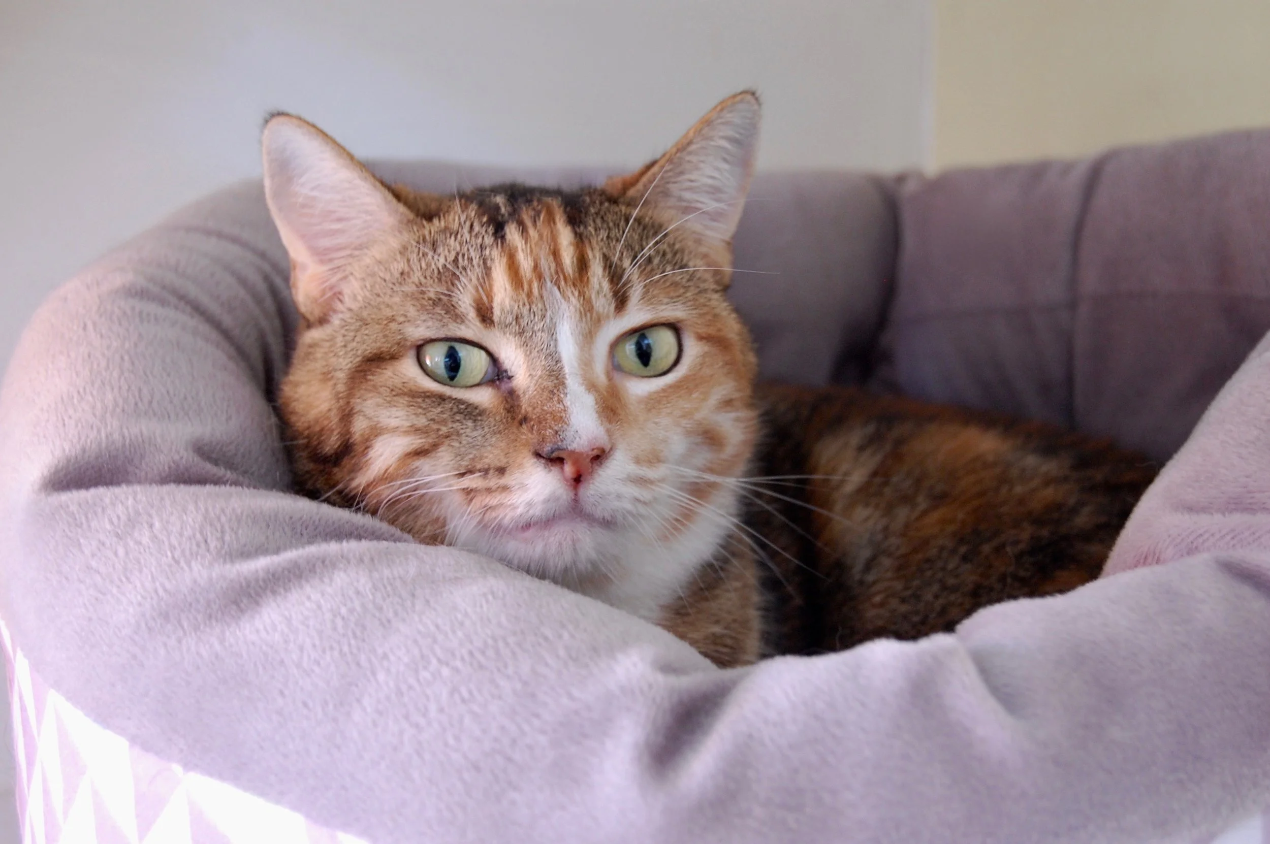 MAY, FEMALE, BONDED PAIR WITH AUGUST