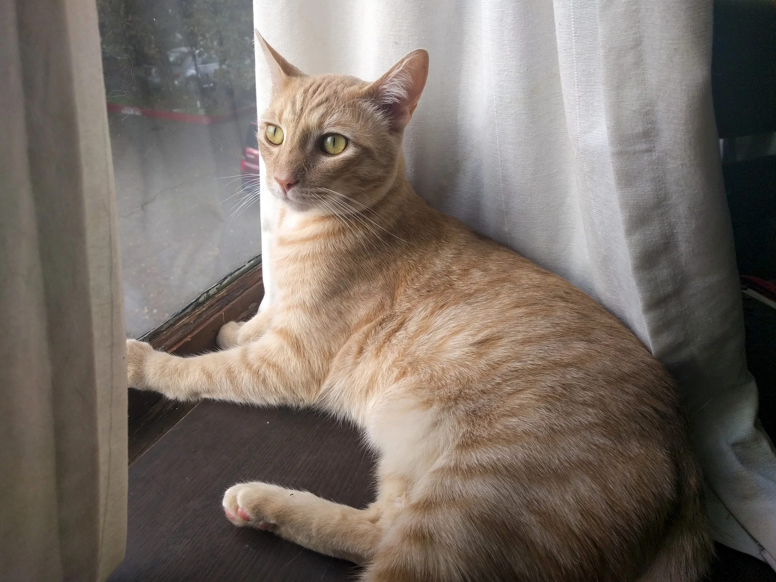 OSWALD, 1-2 YEARS, MALE