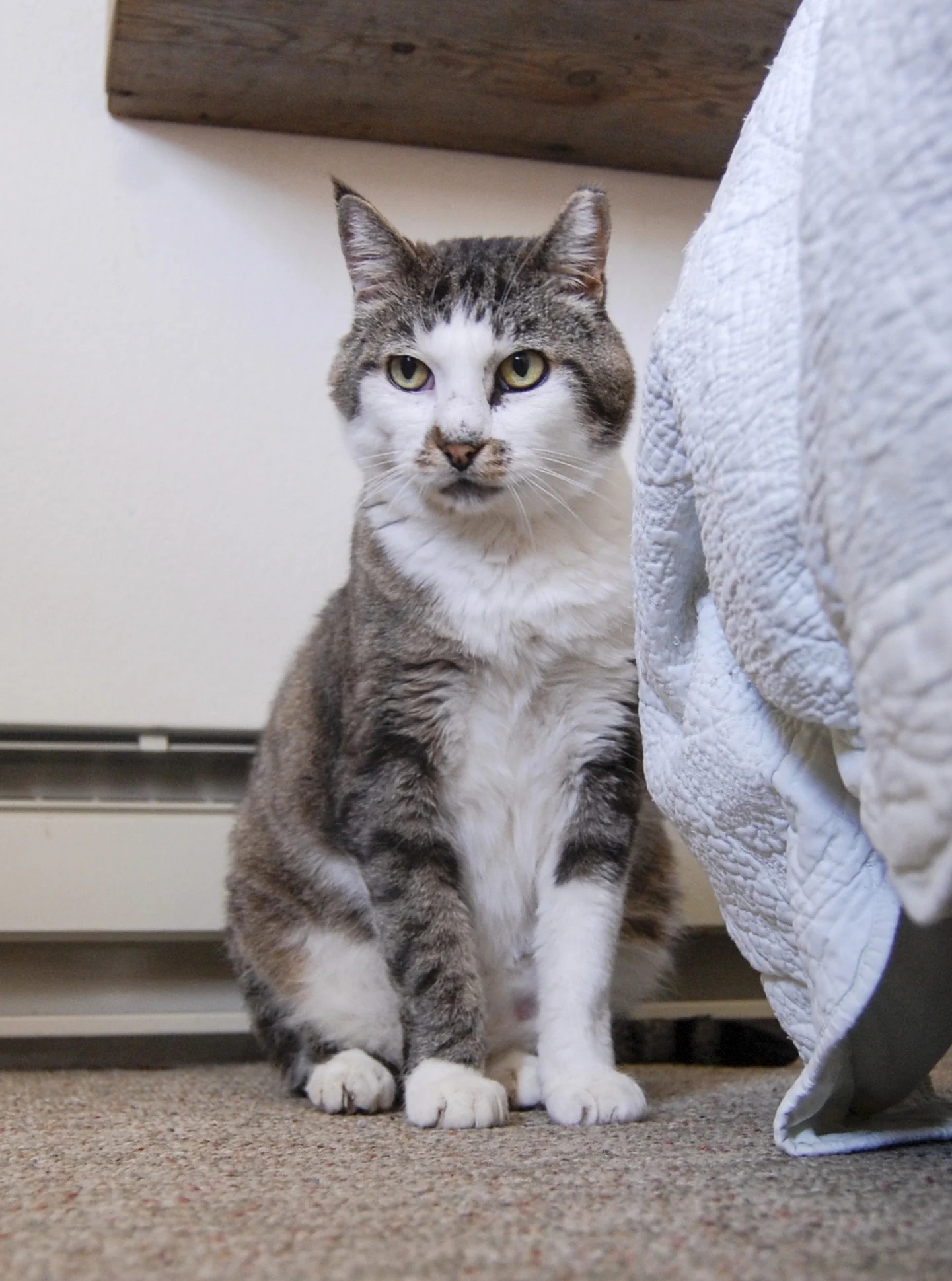 TREVOR, 3 YEARS, MALE
