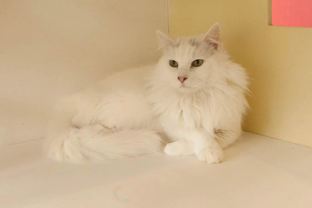 FEBRUARY, 4-5 YEARS, FEMALE