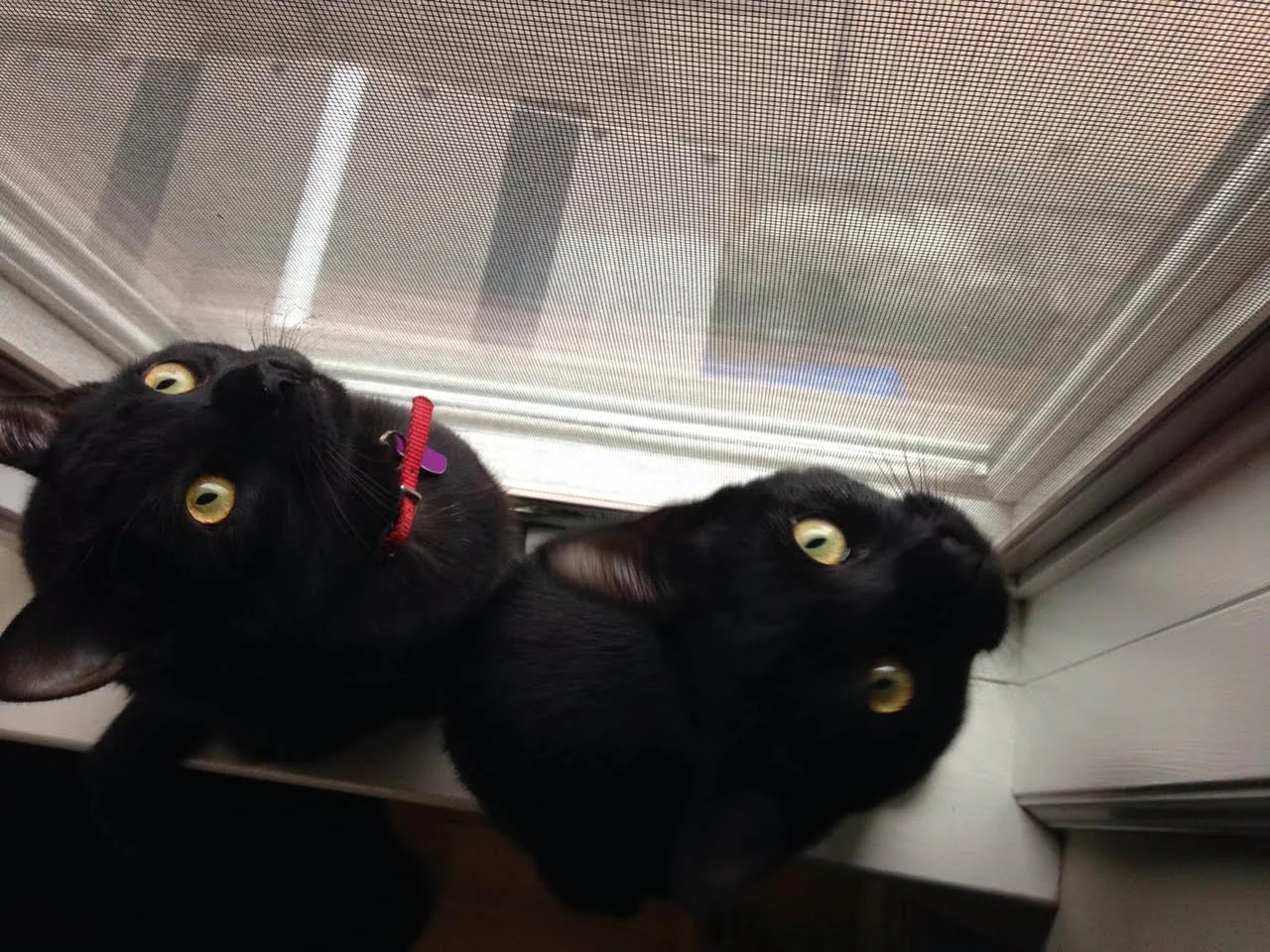 NIKKI AND DRAKE, 2 YEARS, FEMALE AND MALE