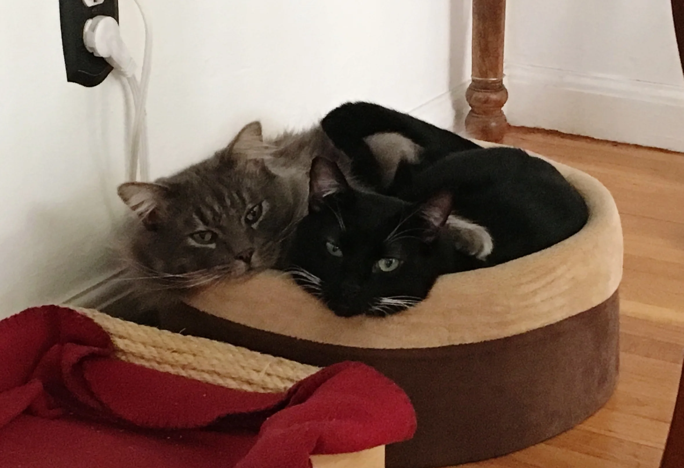 Puck and Lowell, comfy and cozy in their home.