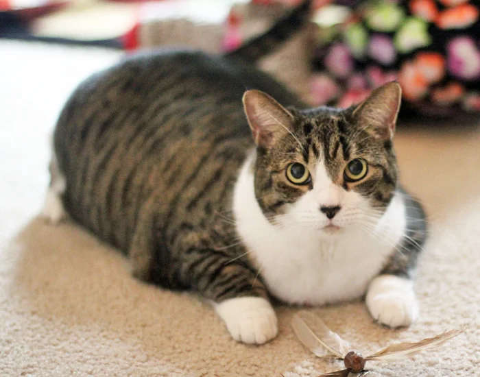 NELLIE, 5 YEARS, FEMALE
