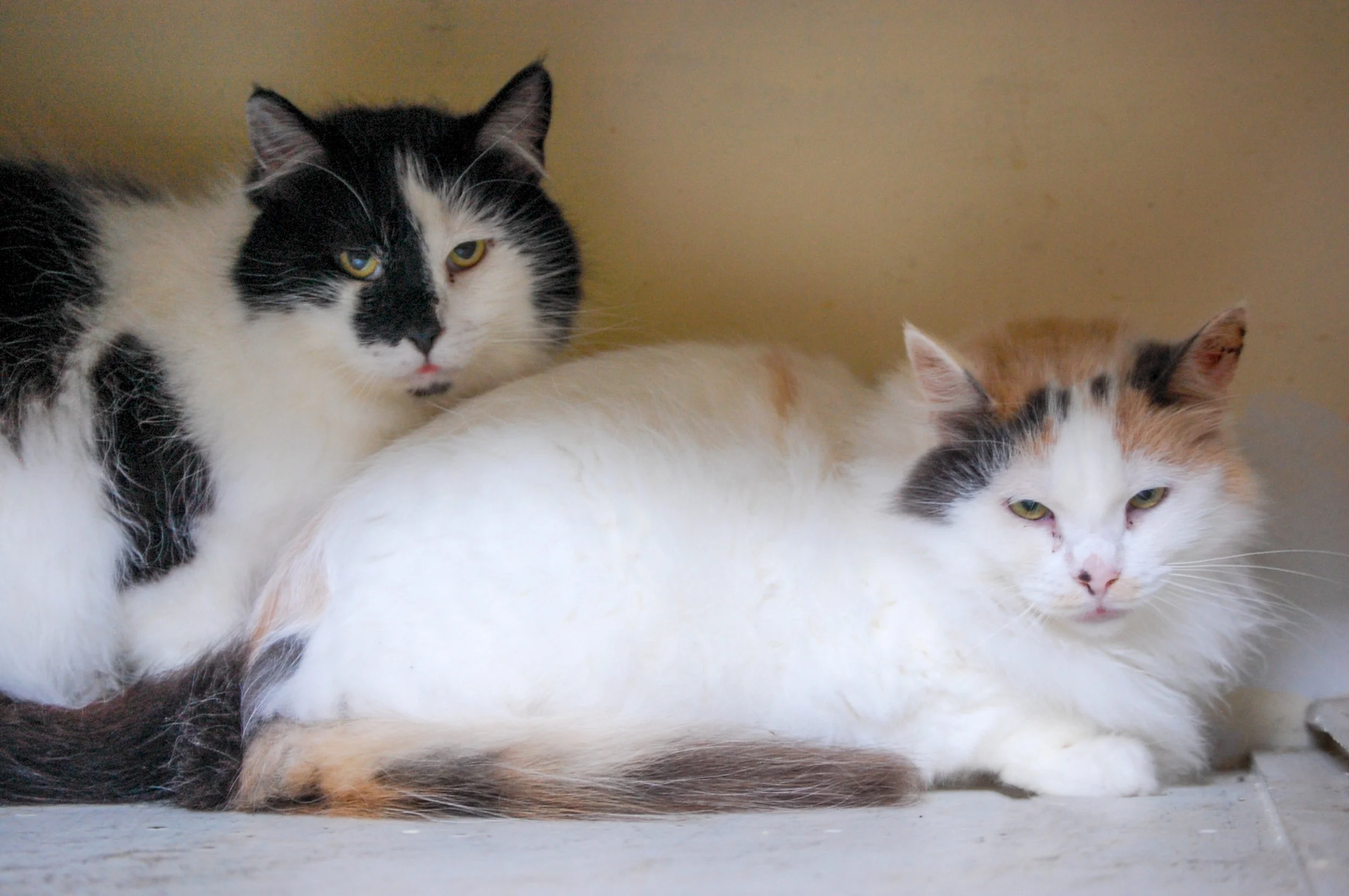 PHOEBE AND PERRY, 5 YEARS, FEMALE AND MALE