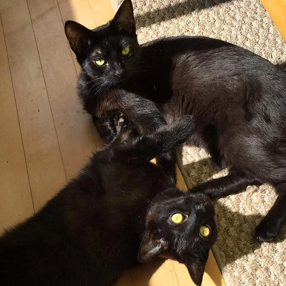 GEORGIA AND BALDWIN, 1 YEAR, FEMALE AND MALE