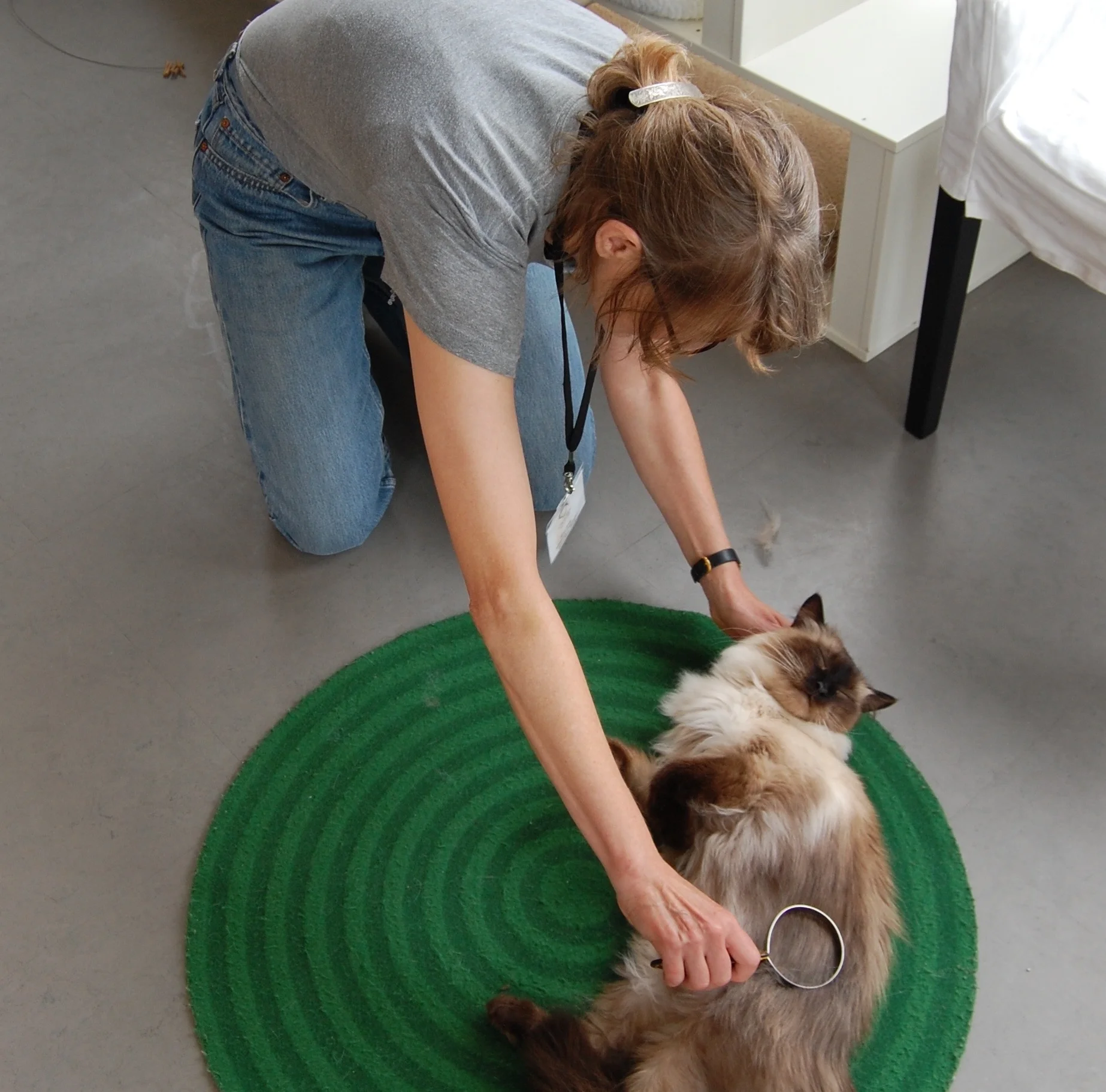Gina gives fluffy cat, Sinatra, a brushing in the Cat Zone