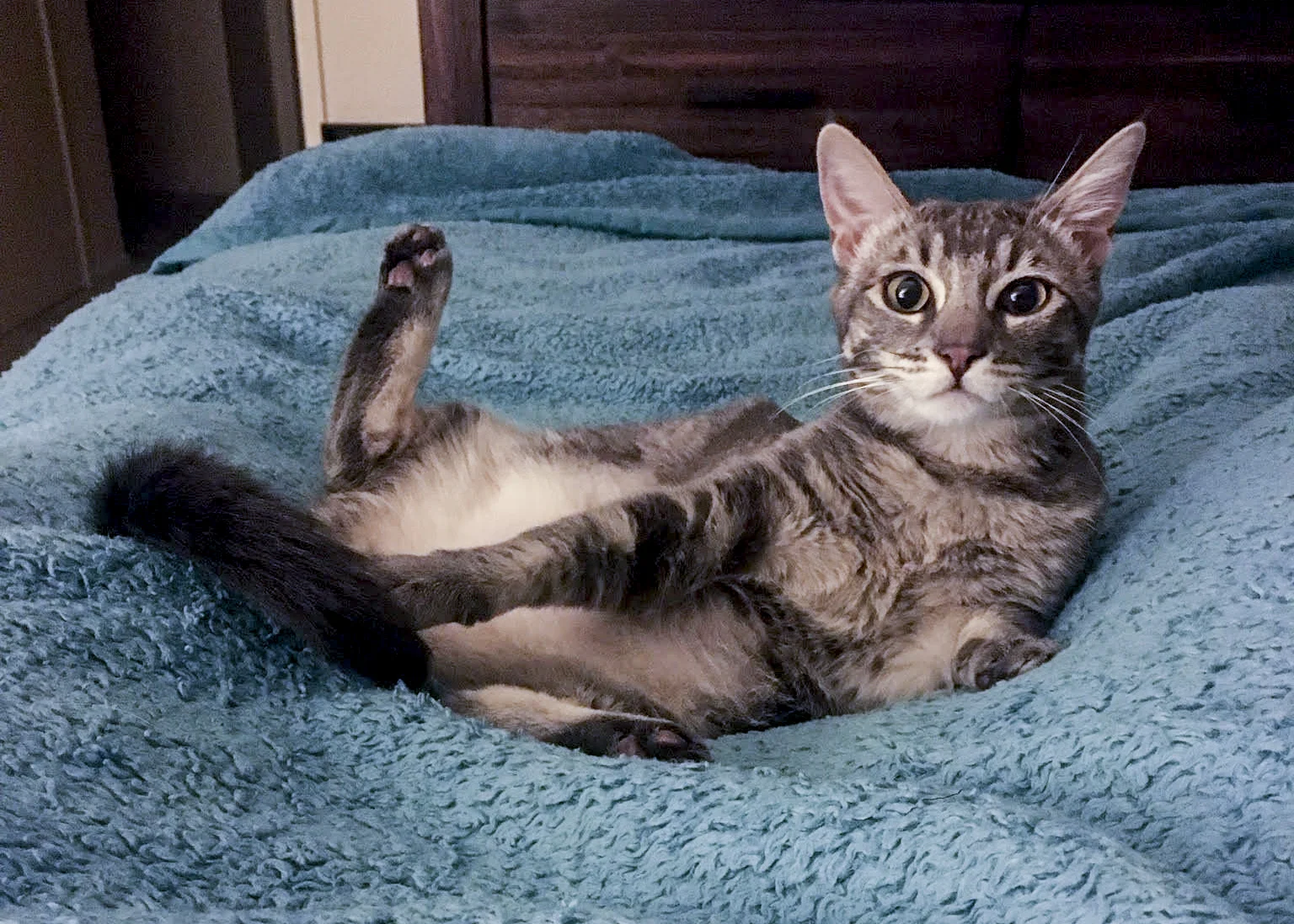 ALLIE, 1 YEAR, FEMALE