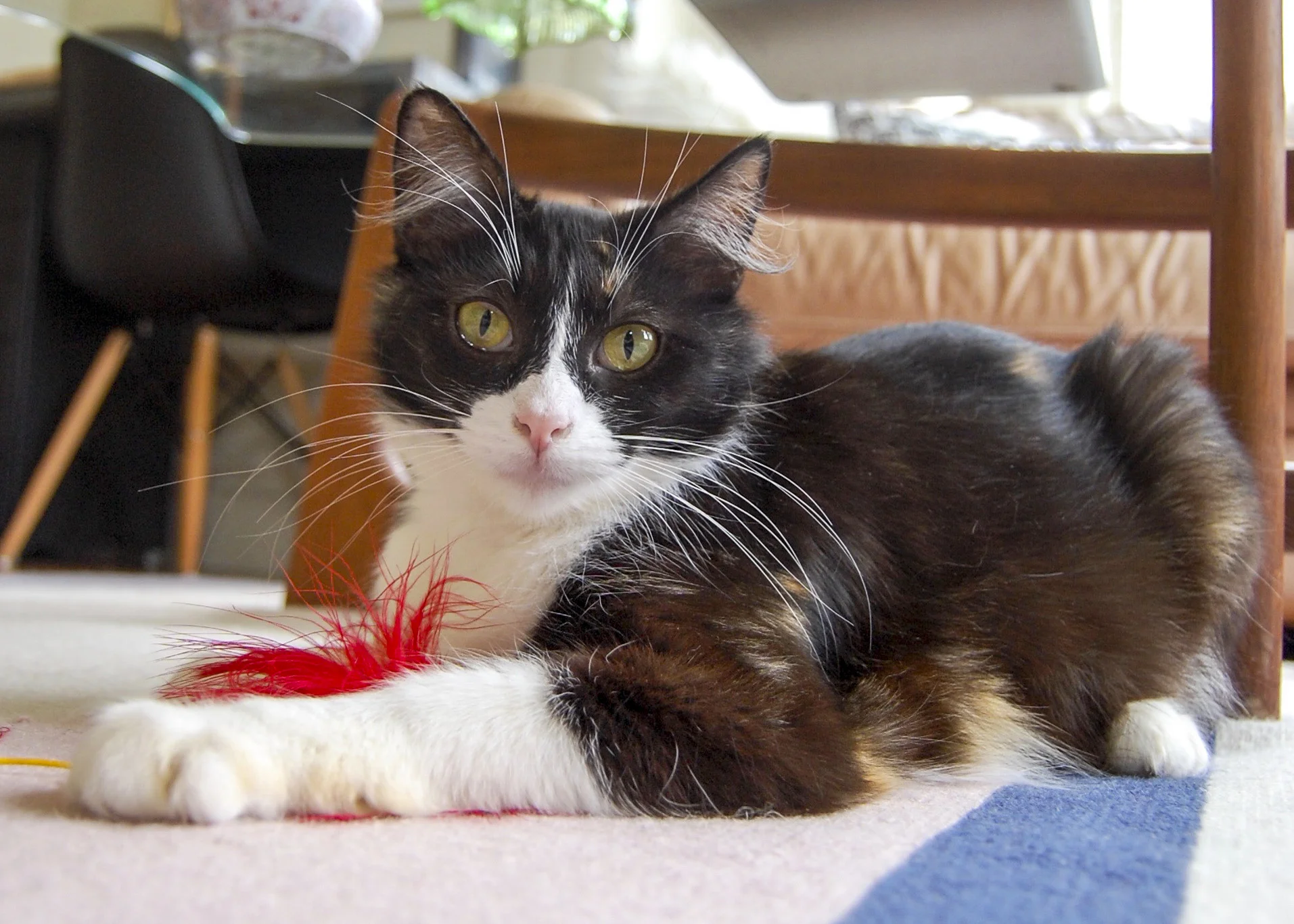 ZELDA, 2 YEARS, FEMALE