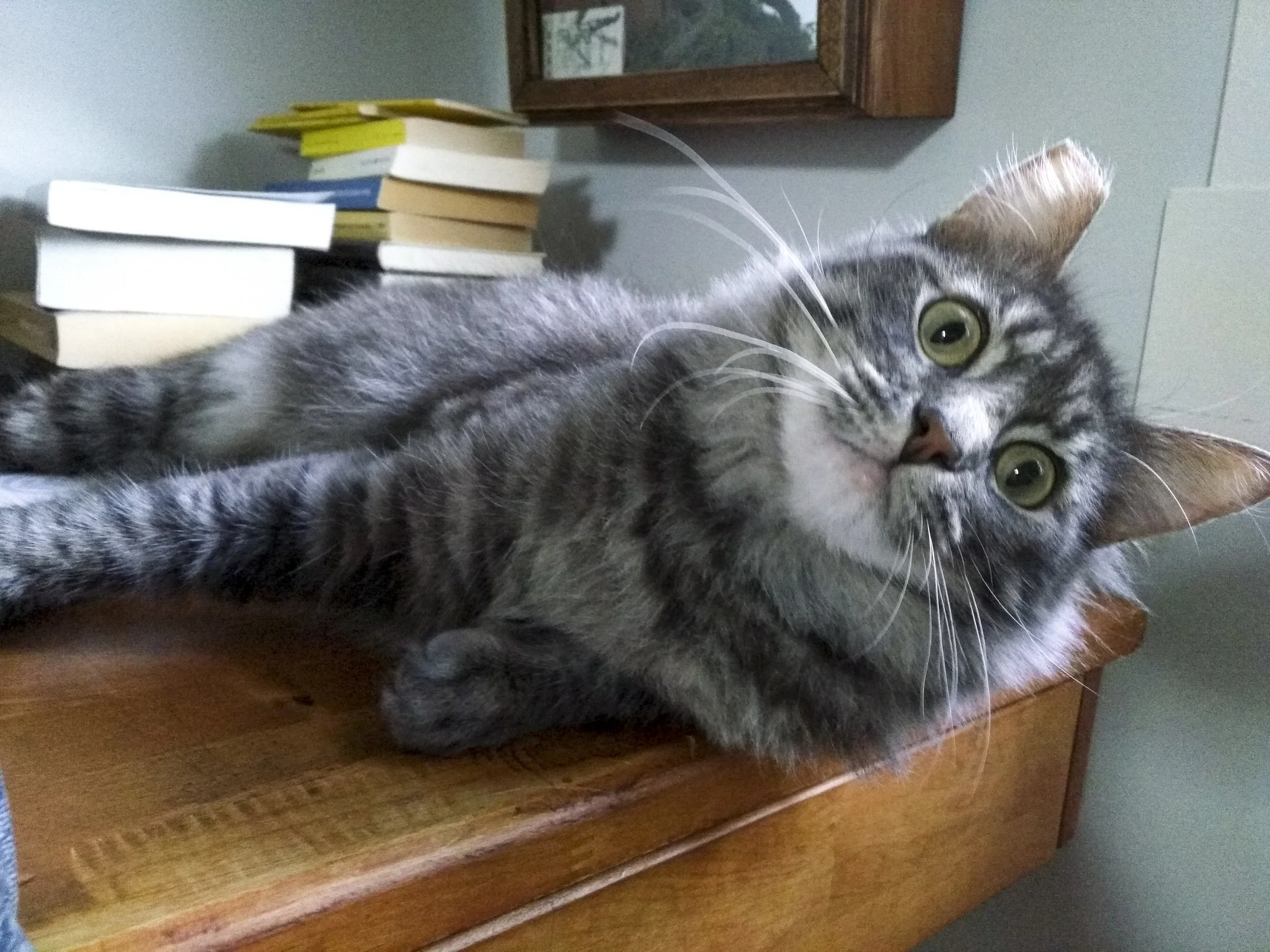 ARTHUR, 2-3 YEARS, MALE