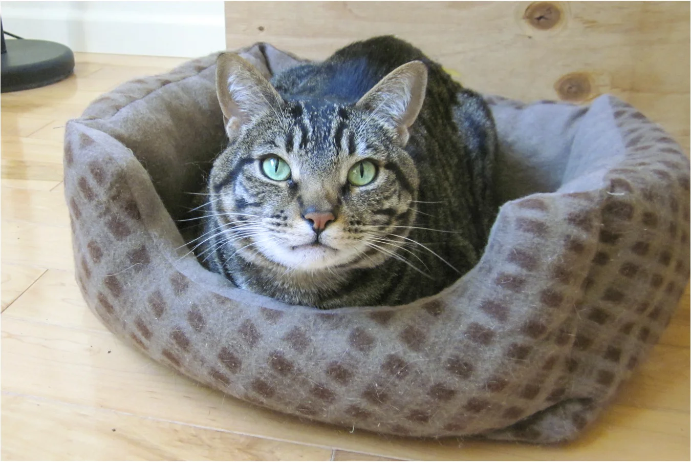 MILES, 8 YEARS, MALE