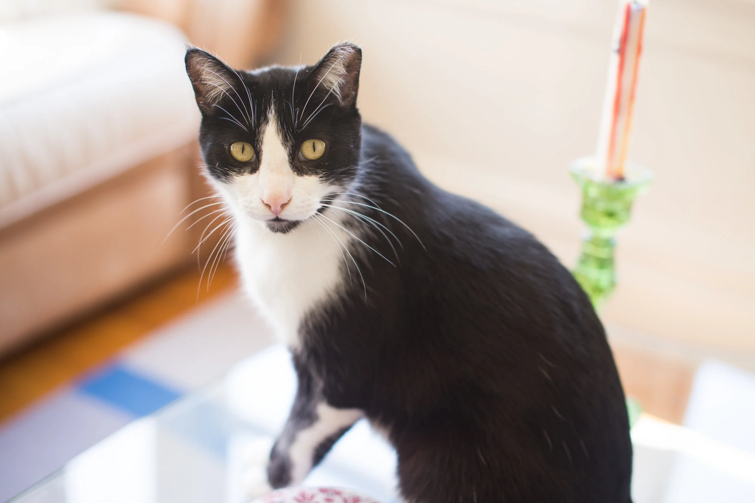 MILO, 3 YEARS, MALE
