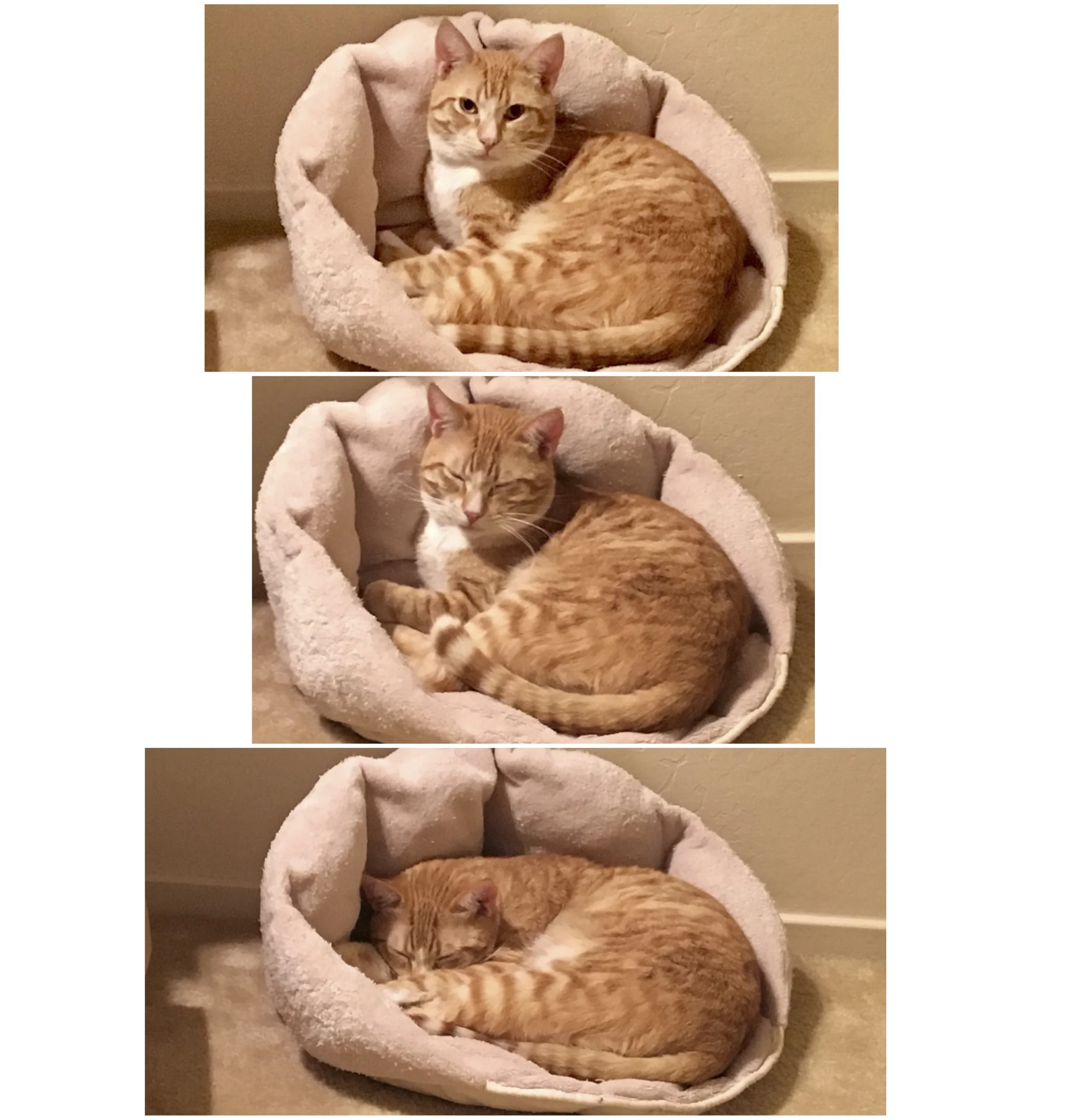 ROWAN AND REED, 1 YEAR, MALES