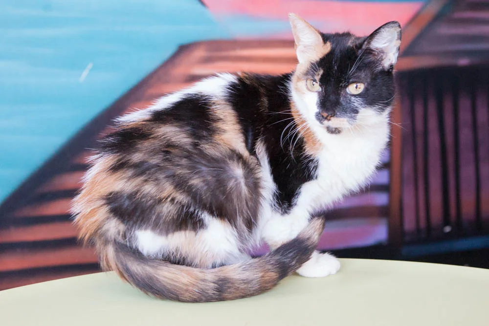 PATSY, 1 YEAR, FEMALE, BONDED PAIR WITH EDIE