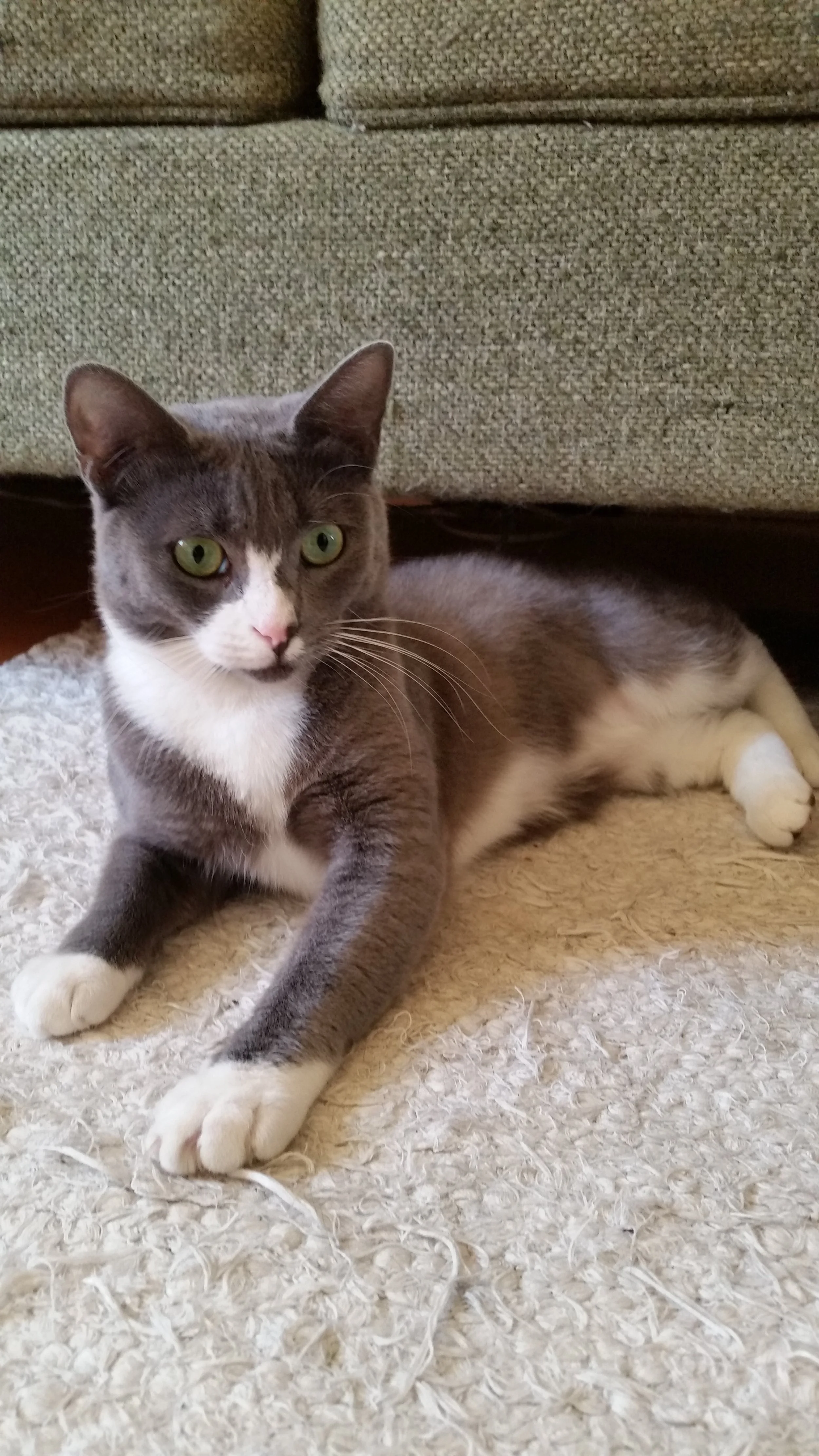 GWYN, 1 YEAR, FEMALE