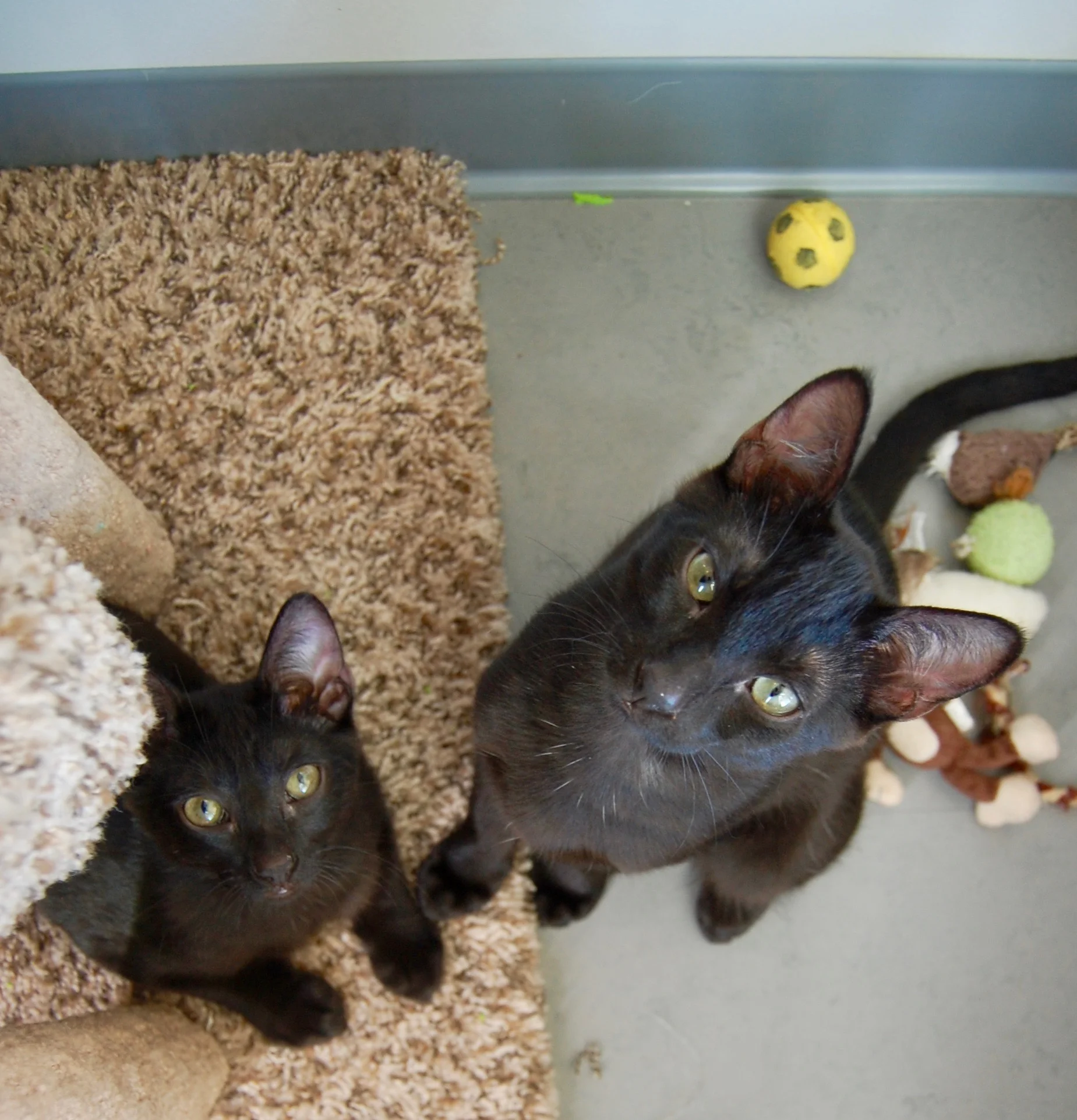 BISHOP AND BOSLEY, 4 MONTHS, MALES