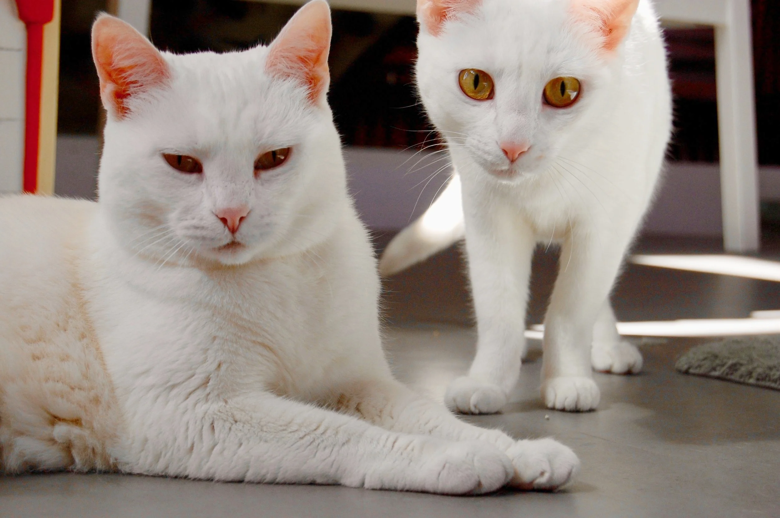 LULU AND DORA, 3 AND 2 YEARS, FEMALES, BONDED PAIR