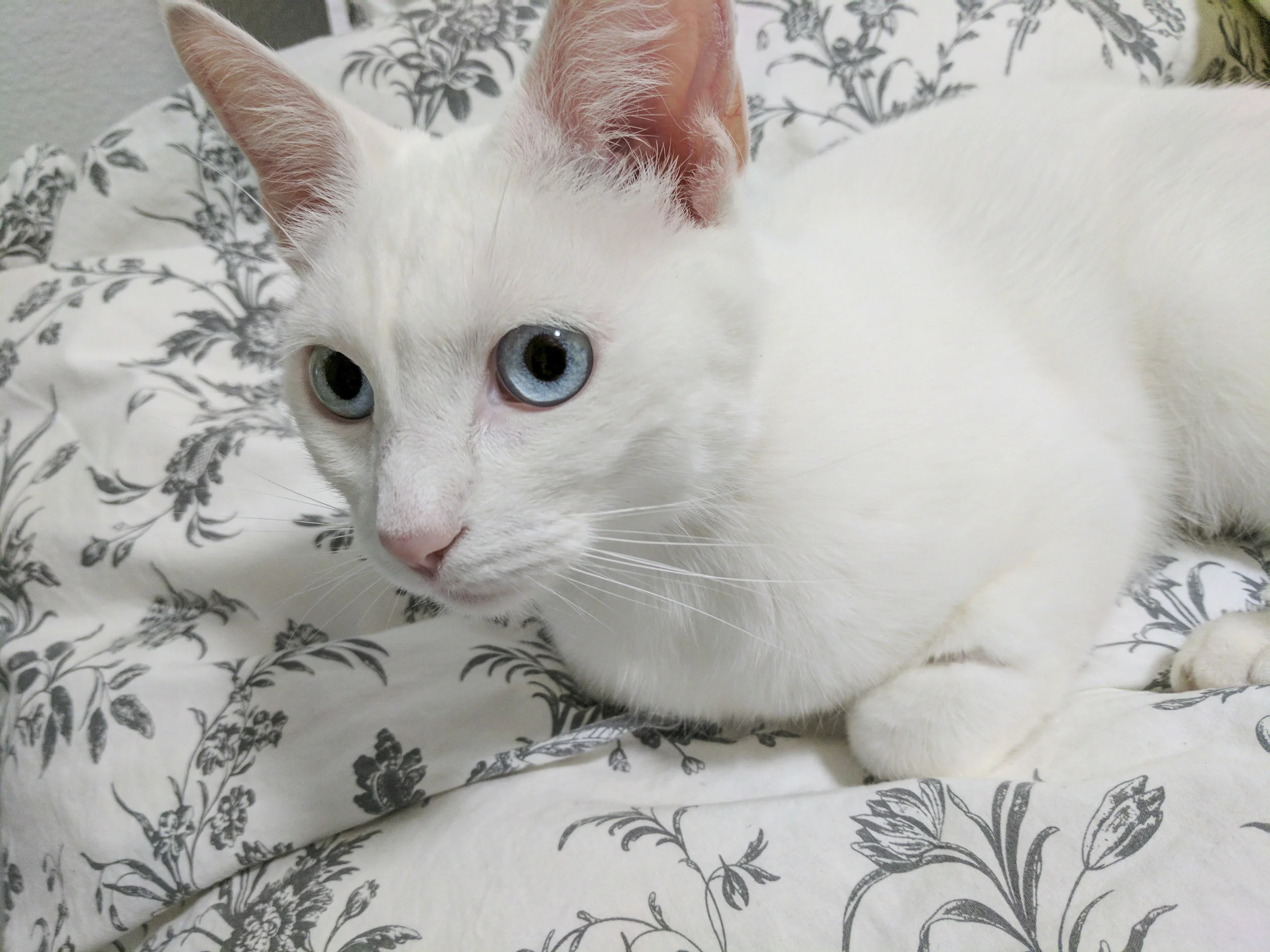 CHANEL, 2 YEARS, FEMALE