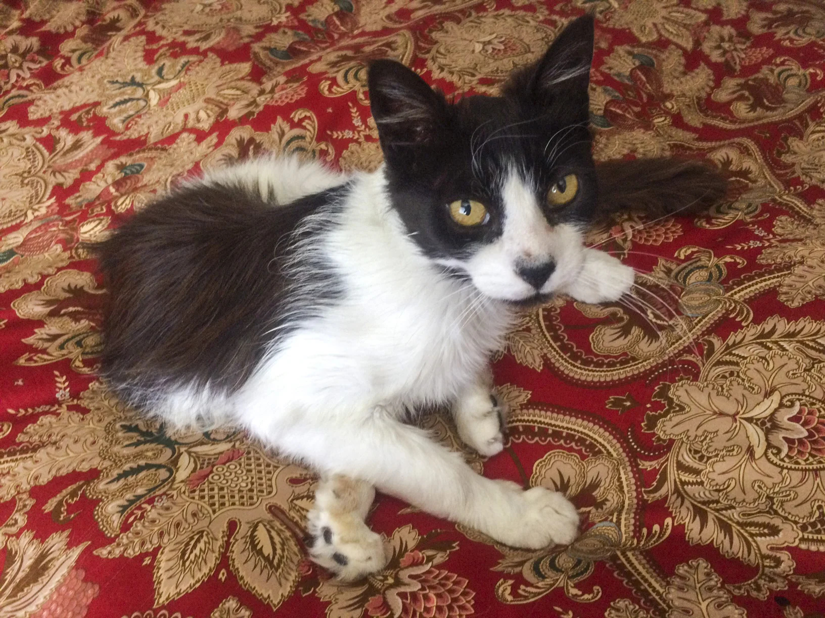AILEEN, 5 YEARS, FEMALE