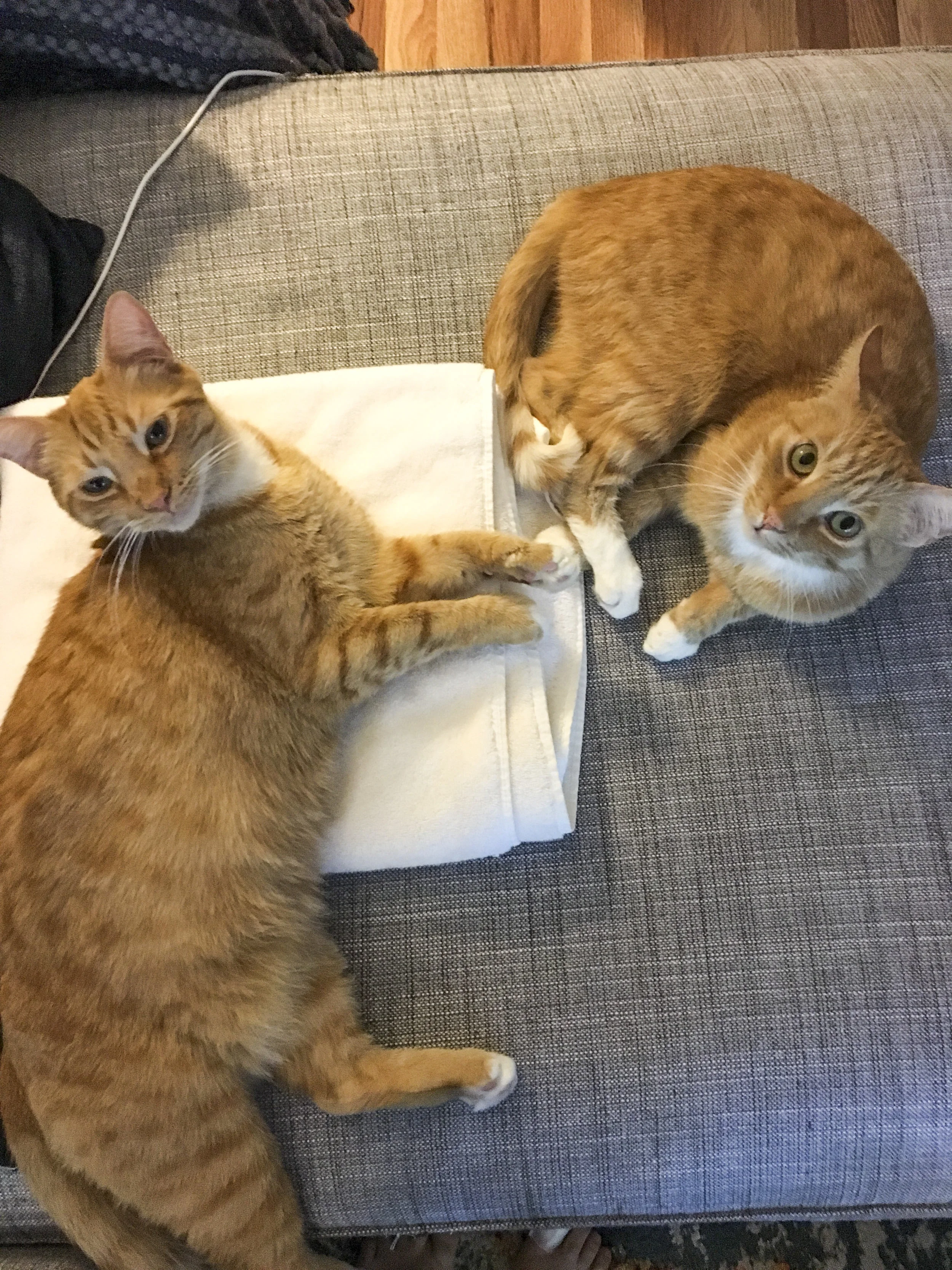 DUBLIN AND WATSON, 2.5 YEARS, MALES