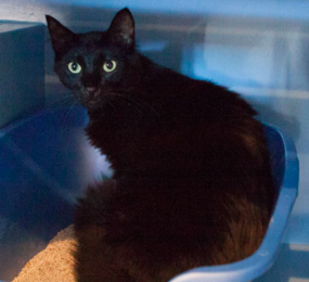 CIARA, 1 YEAR, FEMALE, BONDED PAIR WITH GNOCCHI