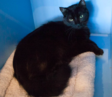 GNOCCHI, 1 YEAR, MALE, BONDED PAIR WITH CIARA