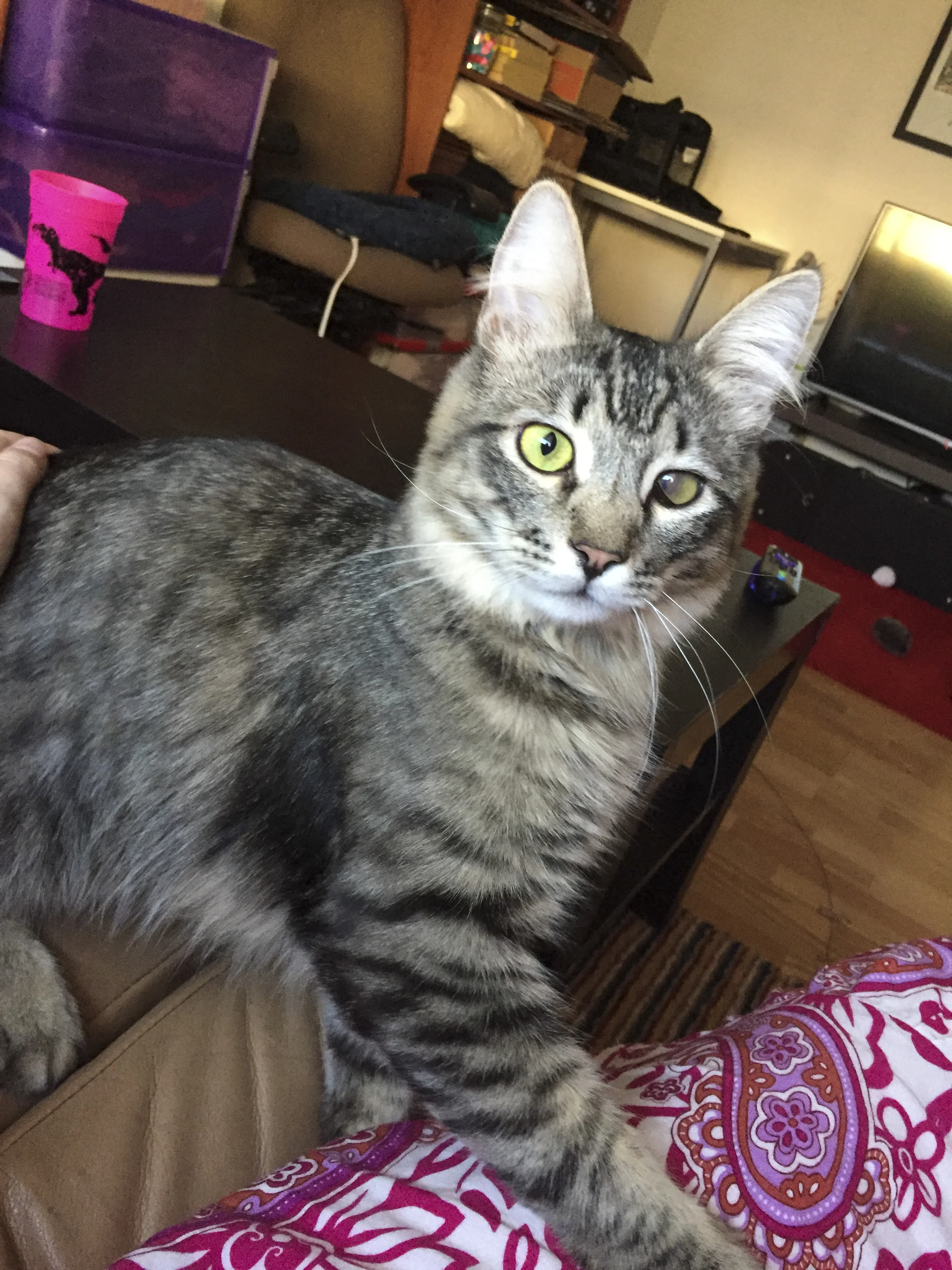 ENZO, 1 YEAR, MALE