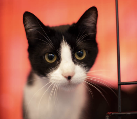 TABITHA, 1 YEAR, FEMALE