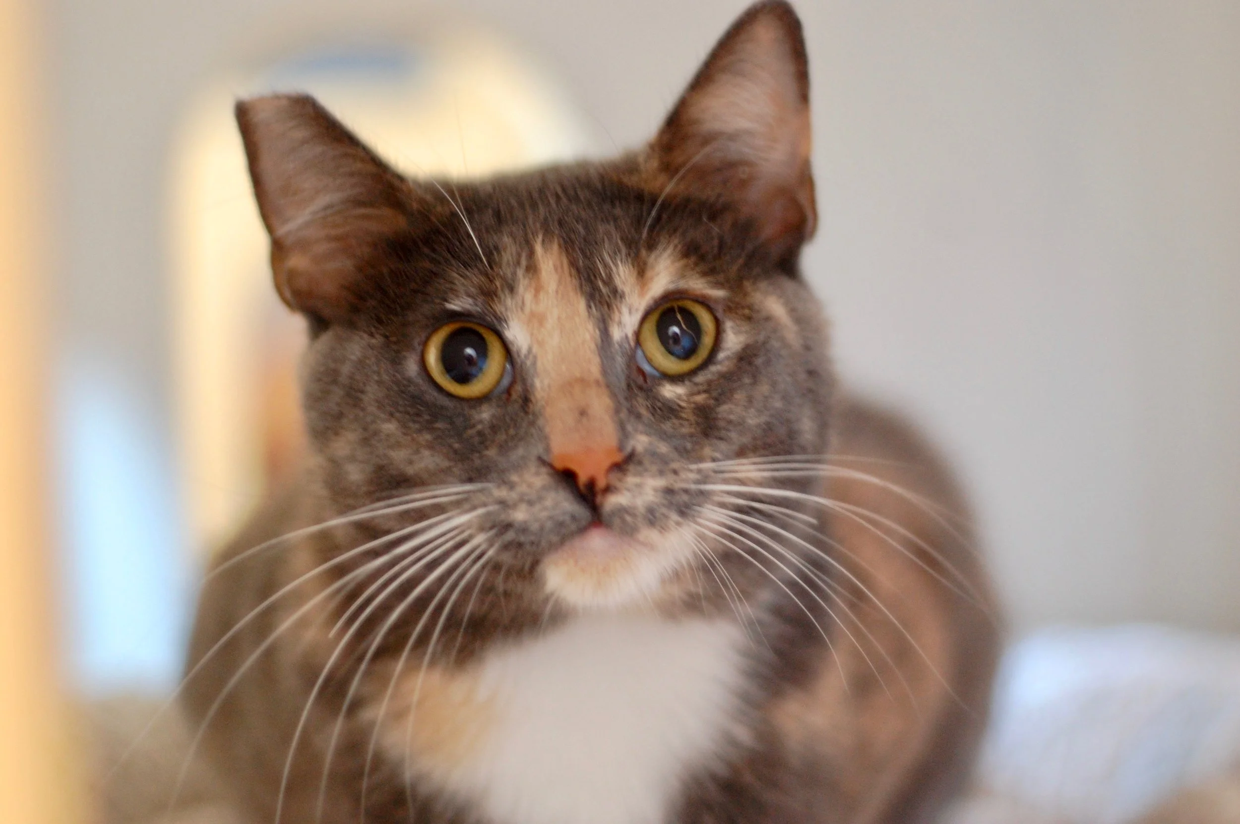 KELDA, 10 MONTHS, FEMALE