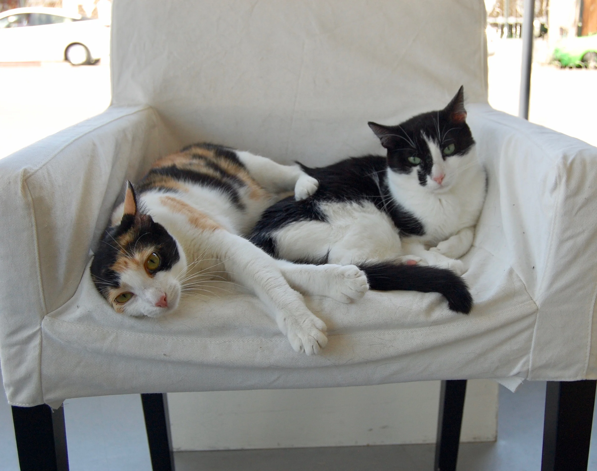 JACK AND TULIP, 1 YEAR, MALE AND FEMALE, BONDED PAIR