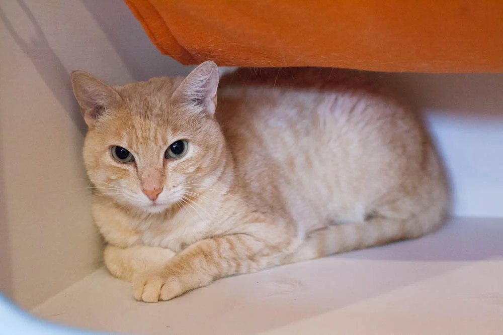 DAFFODIL, 2 YEARS, FEMALE