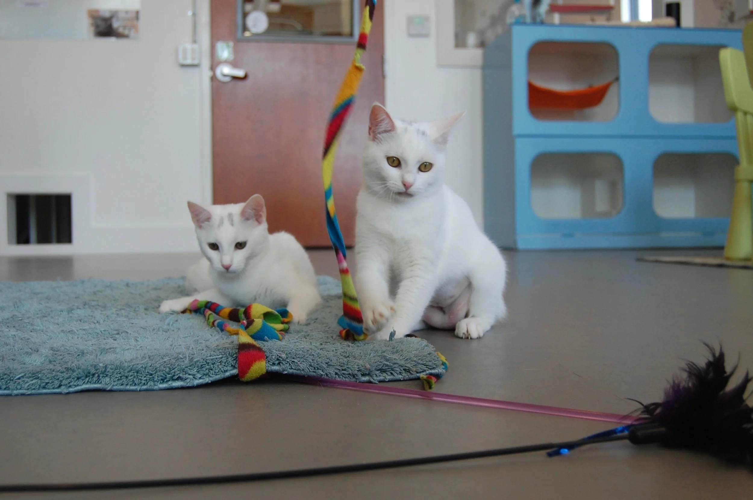 EIRA AND ISLYN, 5 MONTHS, FEMALES