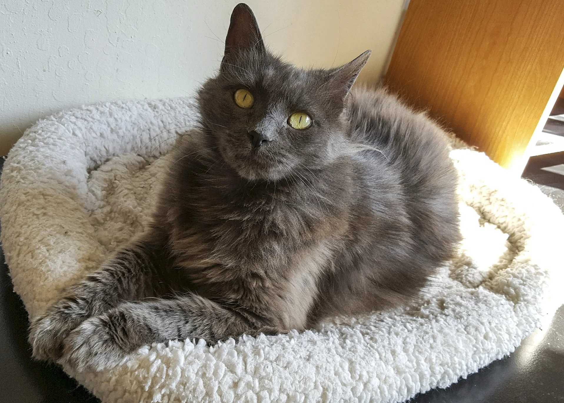 CAPTAIN, 7 YEARS, MALE