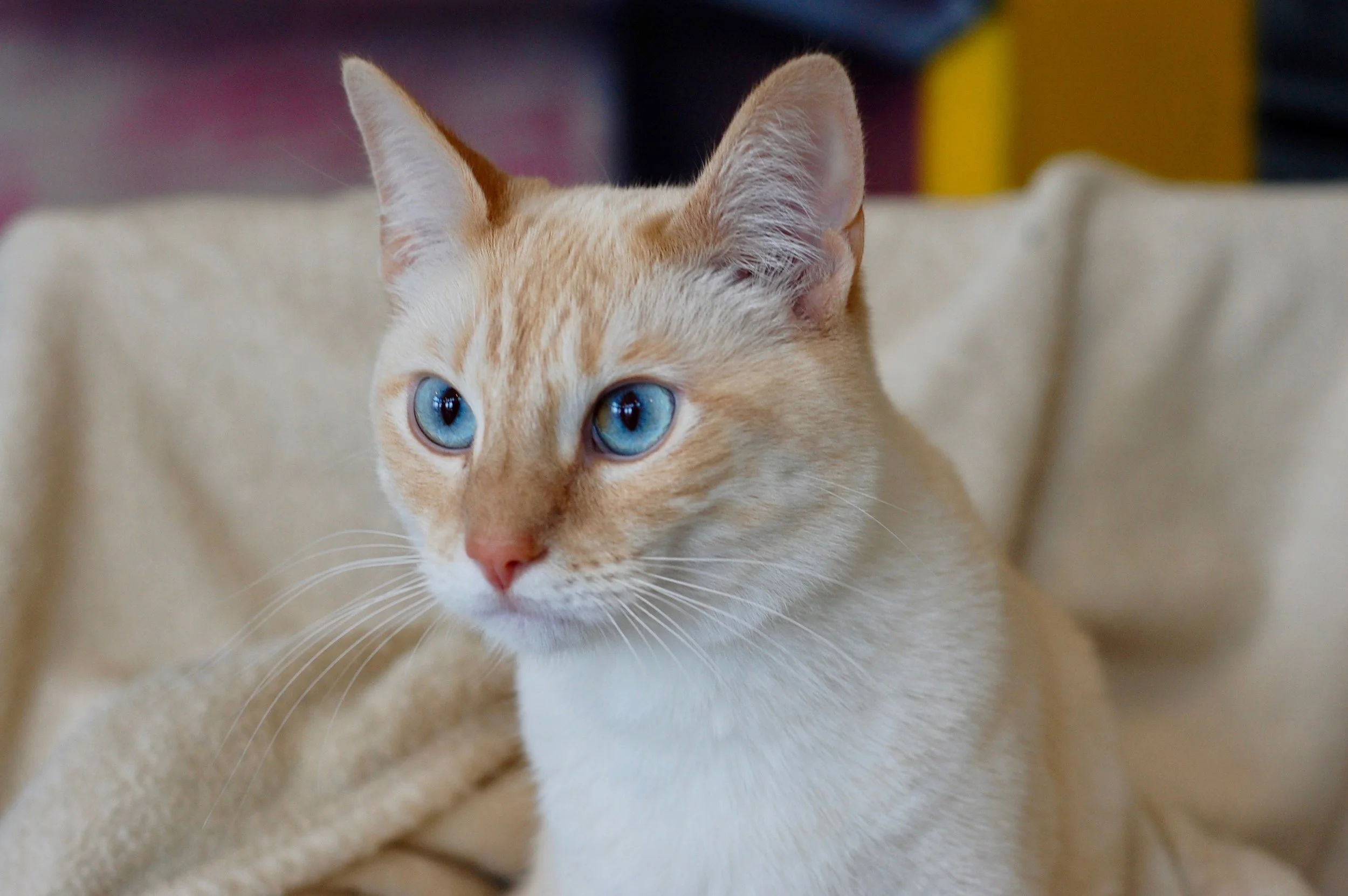 ZACH, 2 YEARS, MALE
