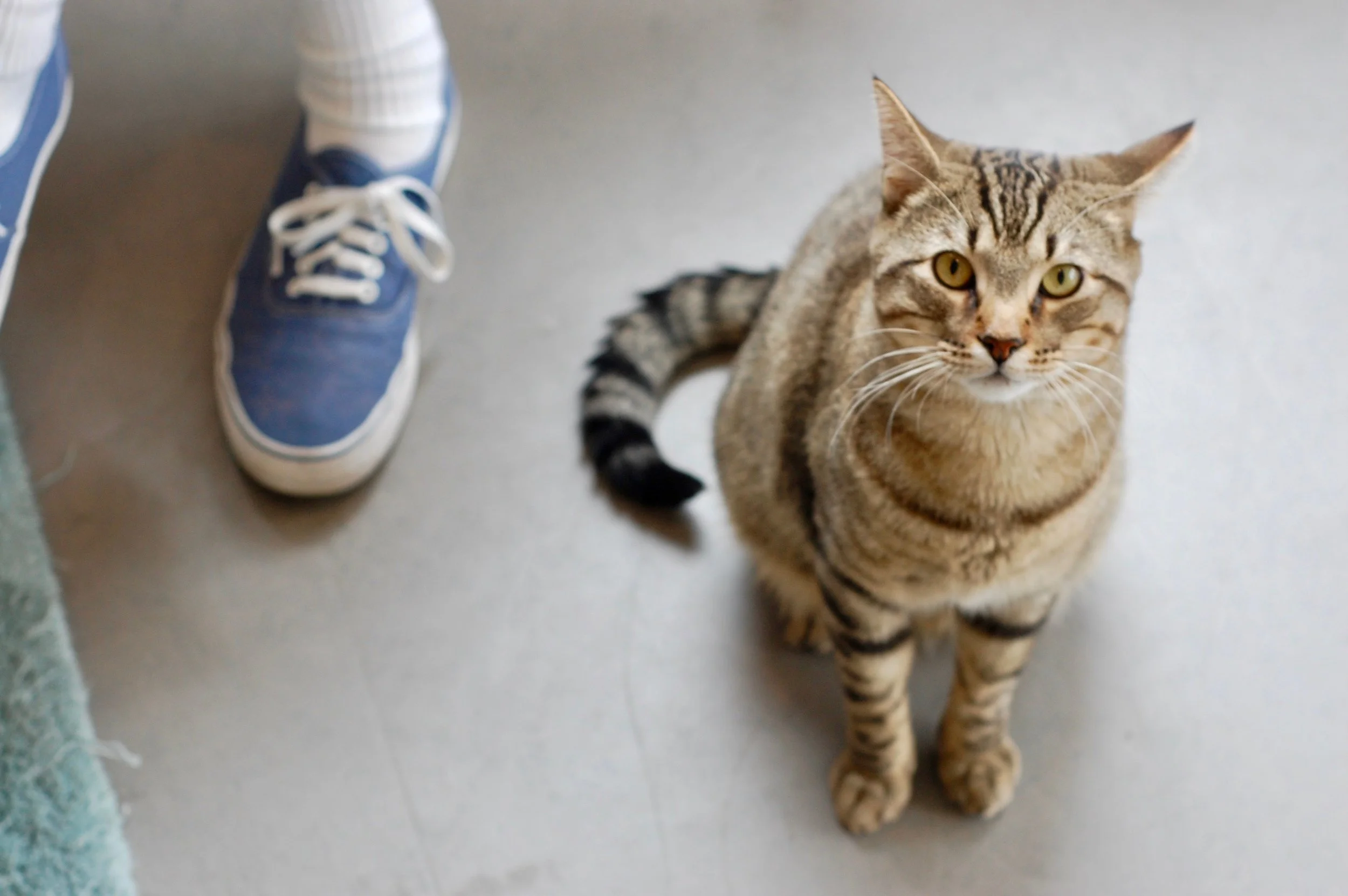 treat_undersocialized_catzone_cattown.jpg