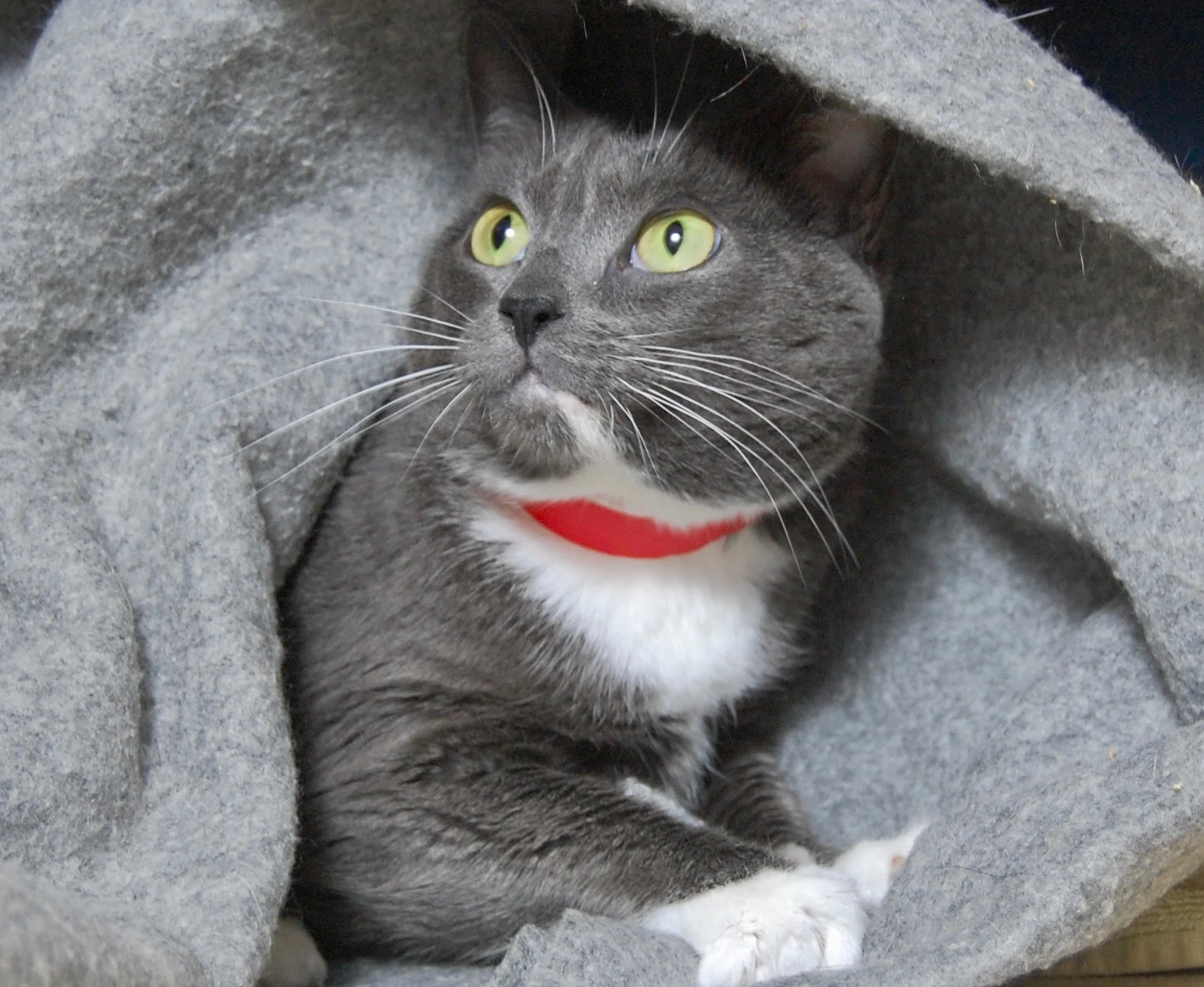ZOEY, 5 YEARS, FEMALE
