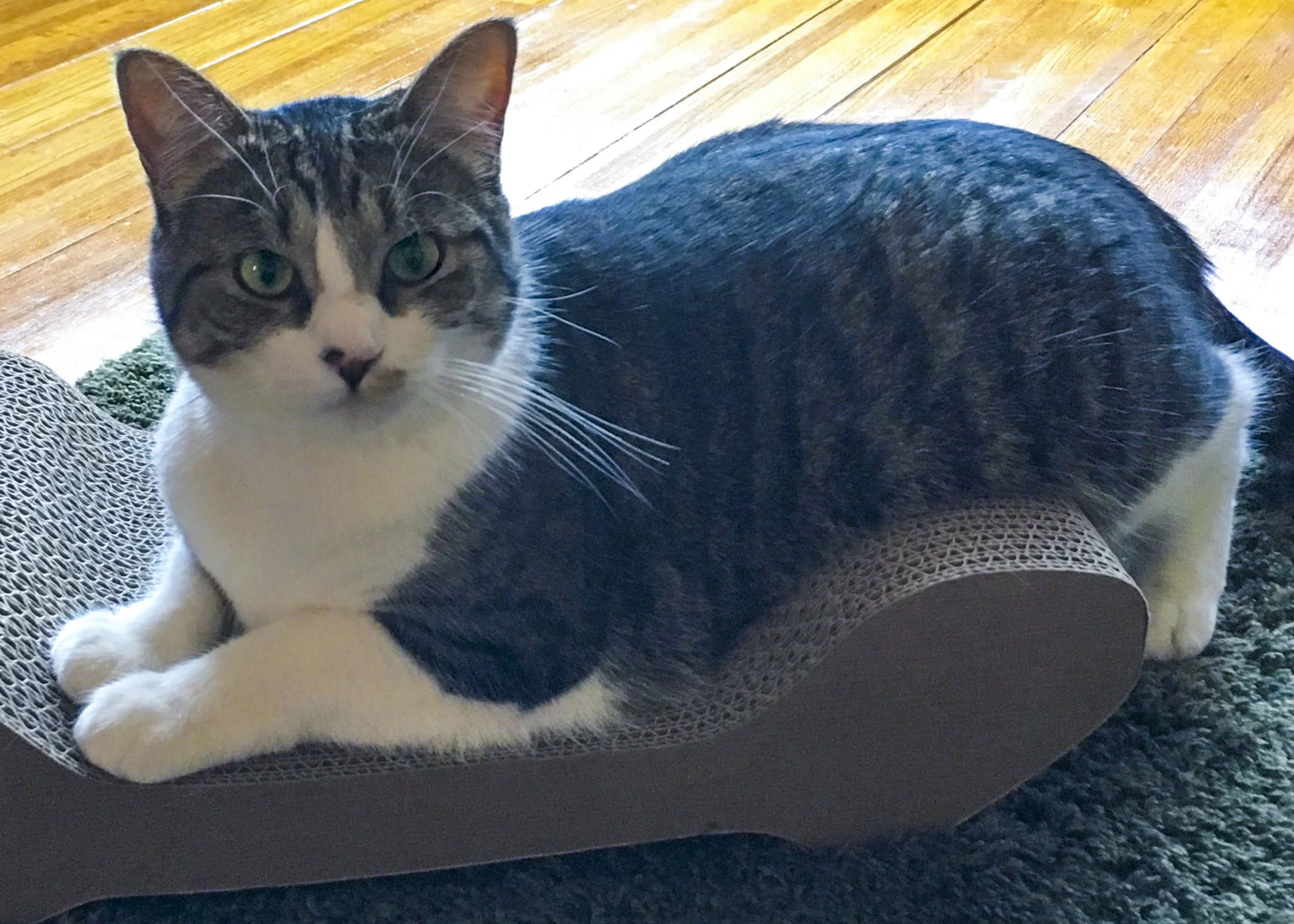 PENELOPE, 3 YEARS, FEMALE