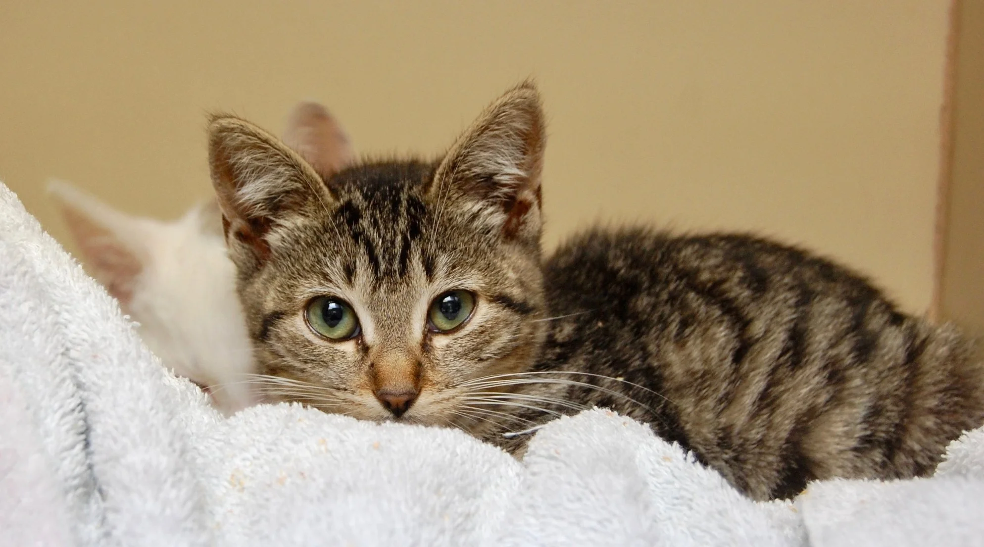 One of the Forgotten Kittens at the shelter who will soon be placed with Cat Town. Photo by Cathy Niland.