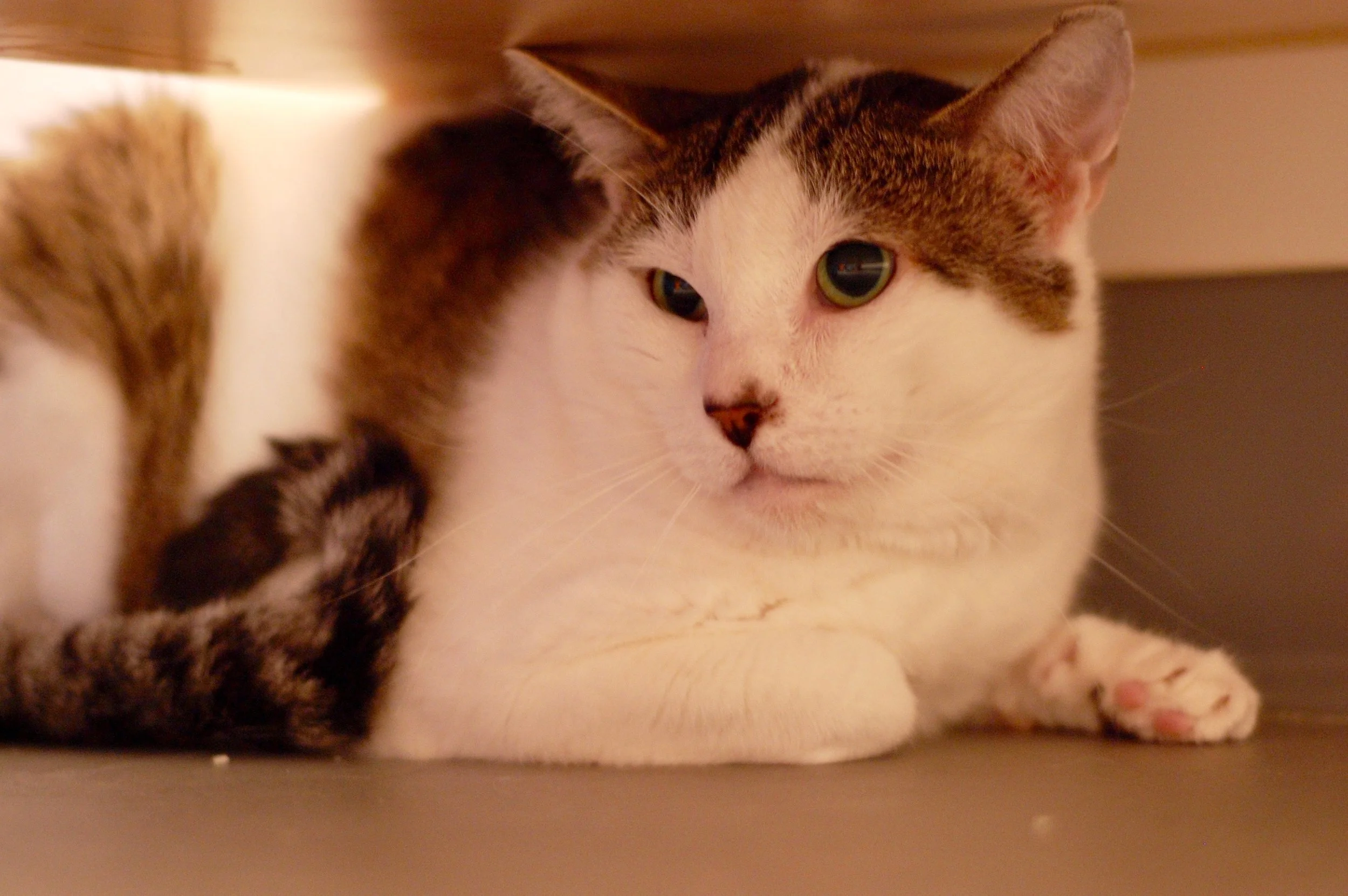 CASSIUS, 6 YEARS, MALE