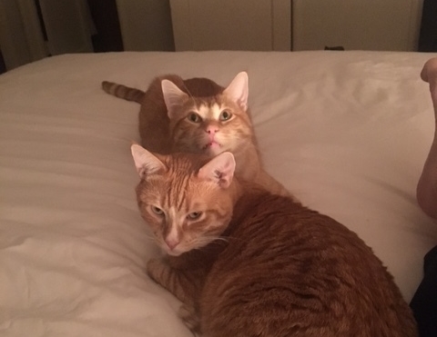 Rowan (front) and Reed relax with their adopter, Emily.