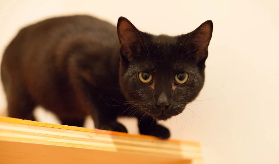 Six is a gentle, if somewhat reserved, mini panther boy who loves treats and pets. We think he'd do best in a home with a confident cat or second kitten. Photo by Liz Lazich.