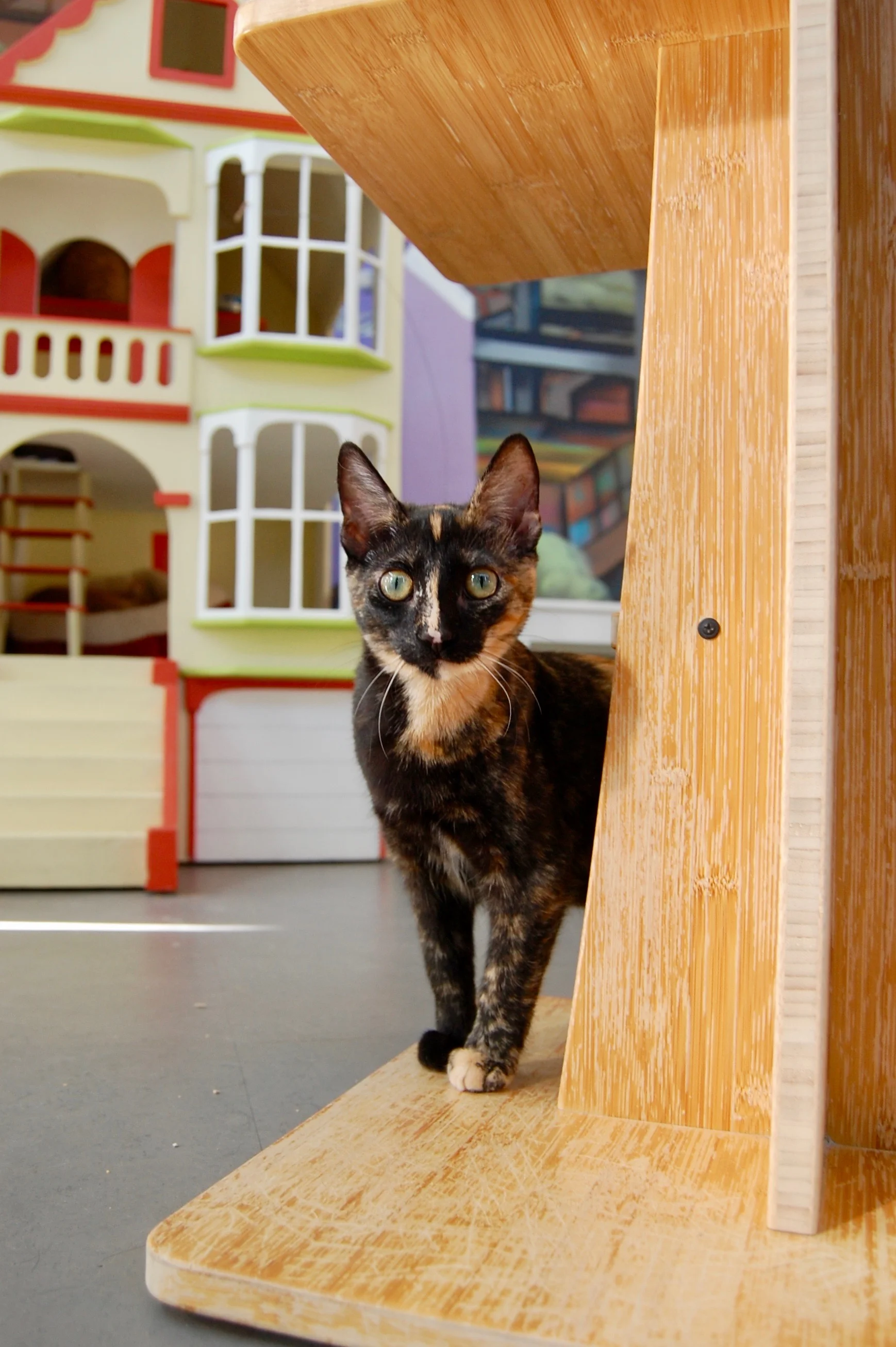 HYACINTH, 1 YEAR, FEMALE