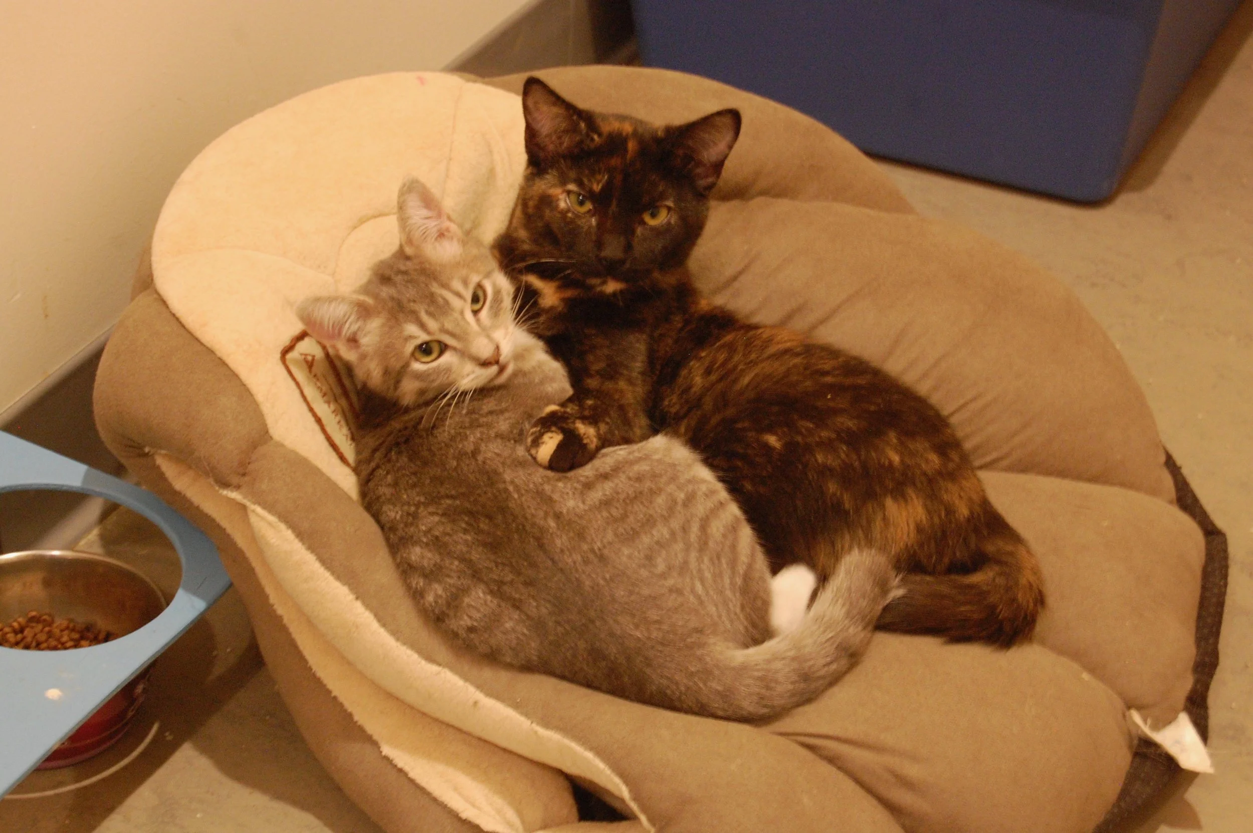 Jennifer (tortie) showing Mel, still available for adoption, the benefits of a good cuddle. Photo by Cathy Niland.