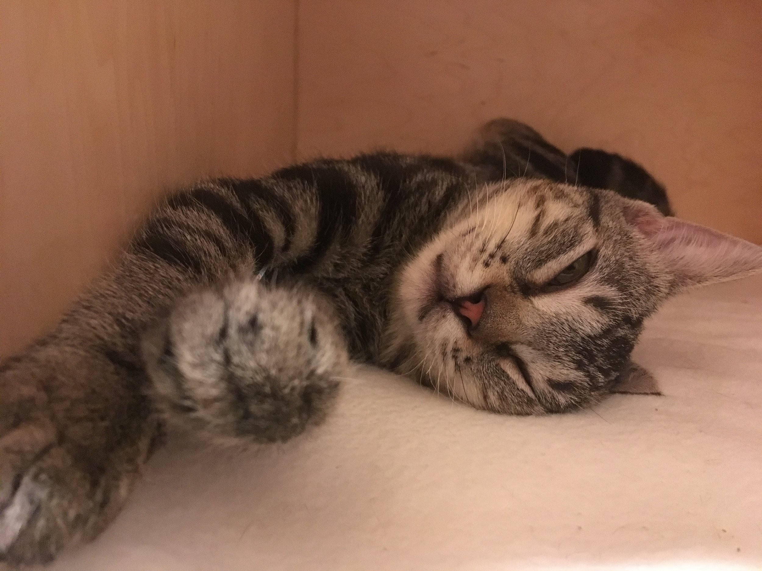tabby.sleep.jpg