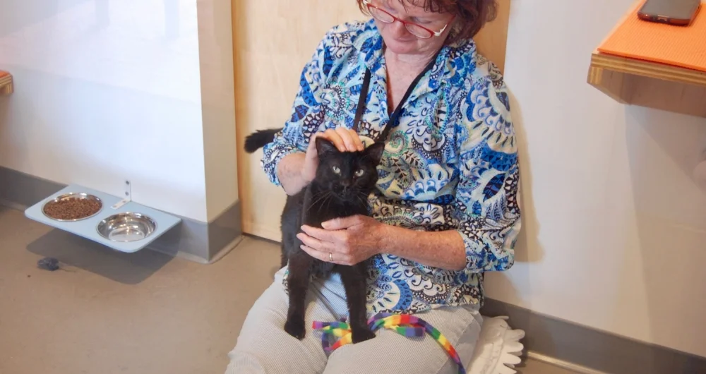 Darcy enjoying some lap time with volunteer, Shelly.